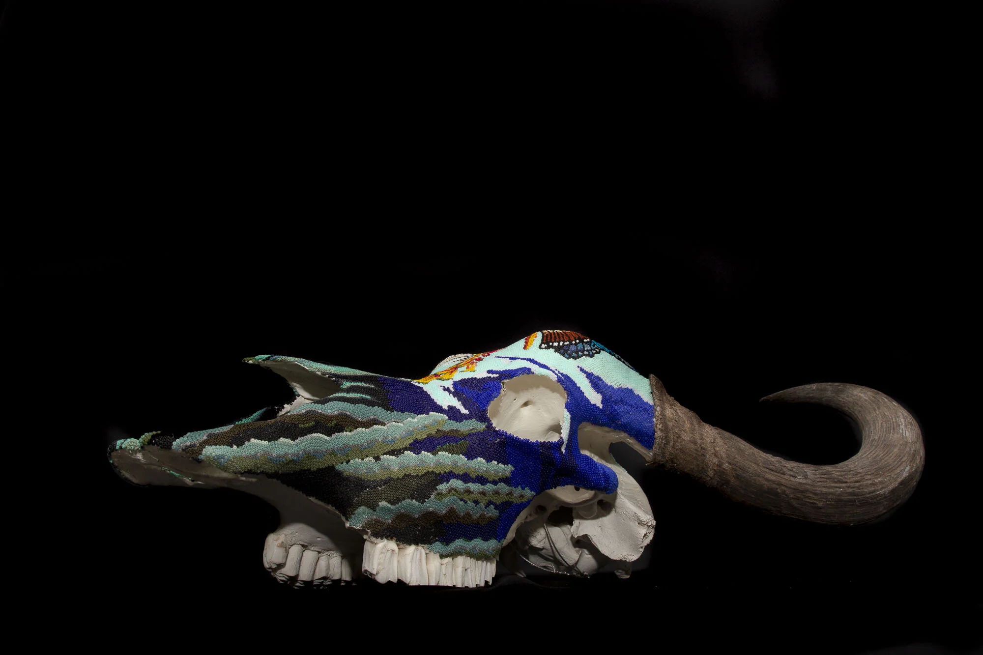 200714Butterflies and succulents_cape buffaloWEB HD__14.JPG