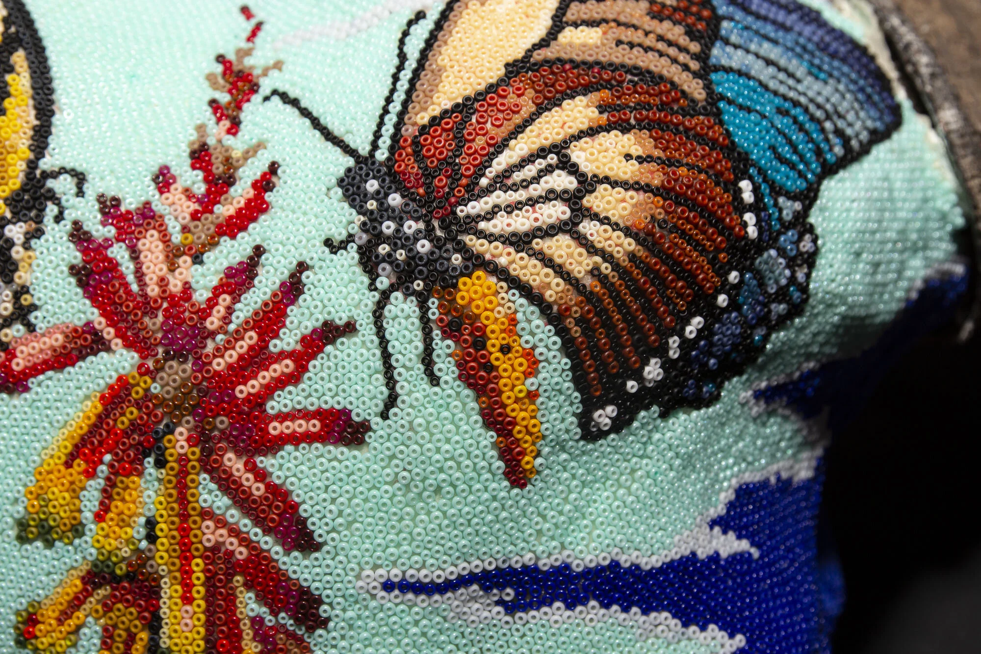 200714Butterflies and succulents_cape buffaloWEB HD__15.JPG