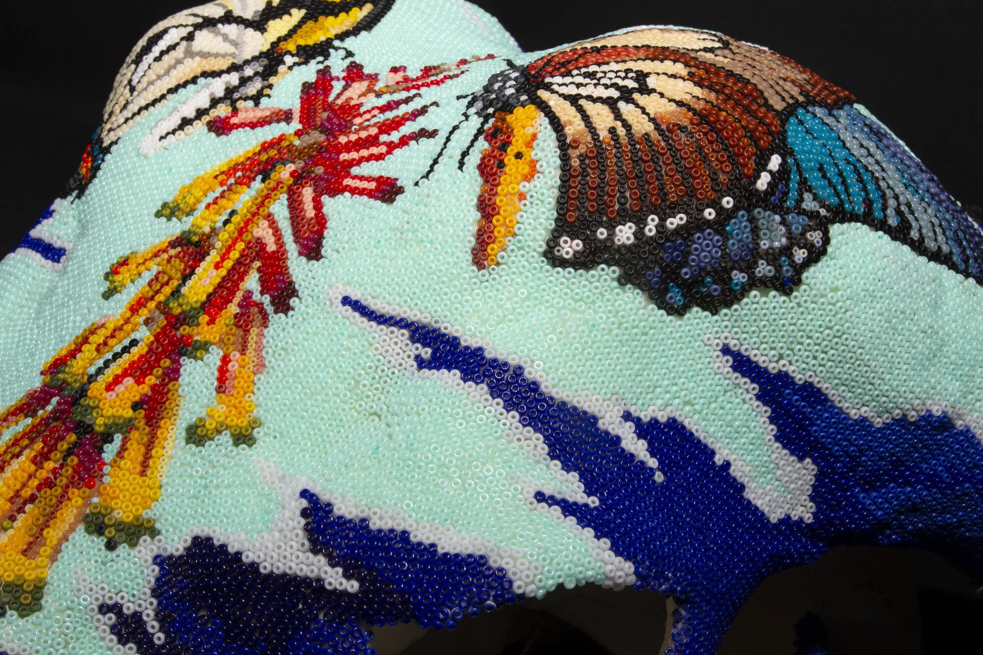 200714Butterflies and succulents_cape buffaloWEB HD__6.JPG