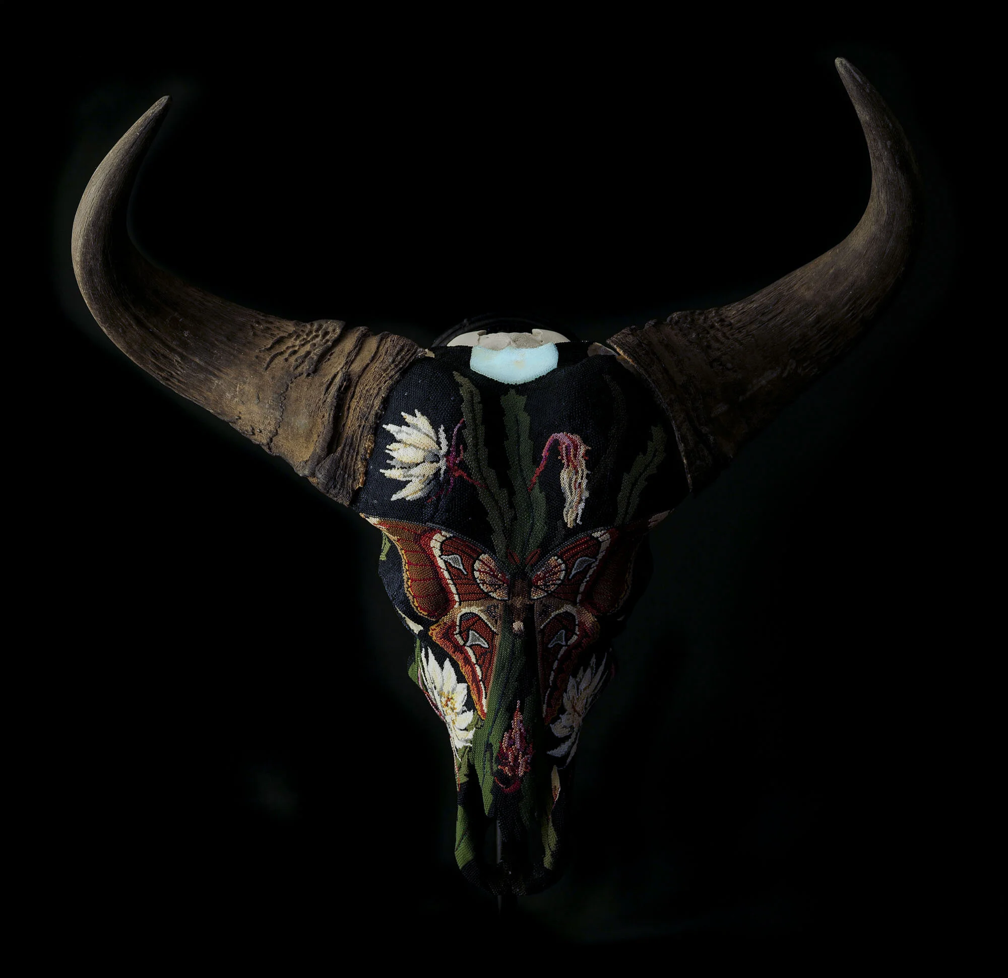 200902ATLAS MOTH_cape buffaloWEB HD__6.JPG