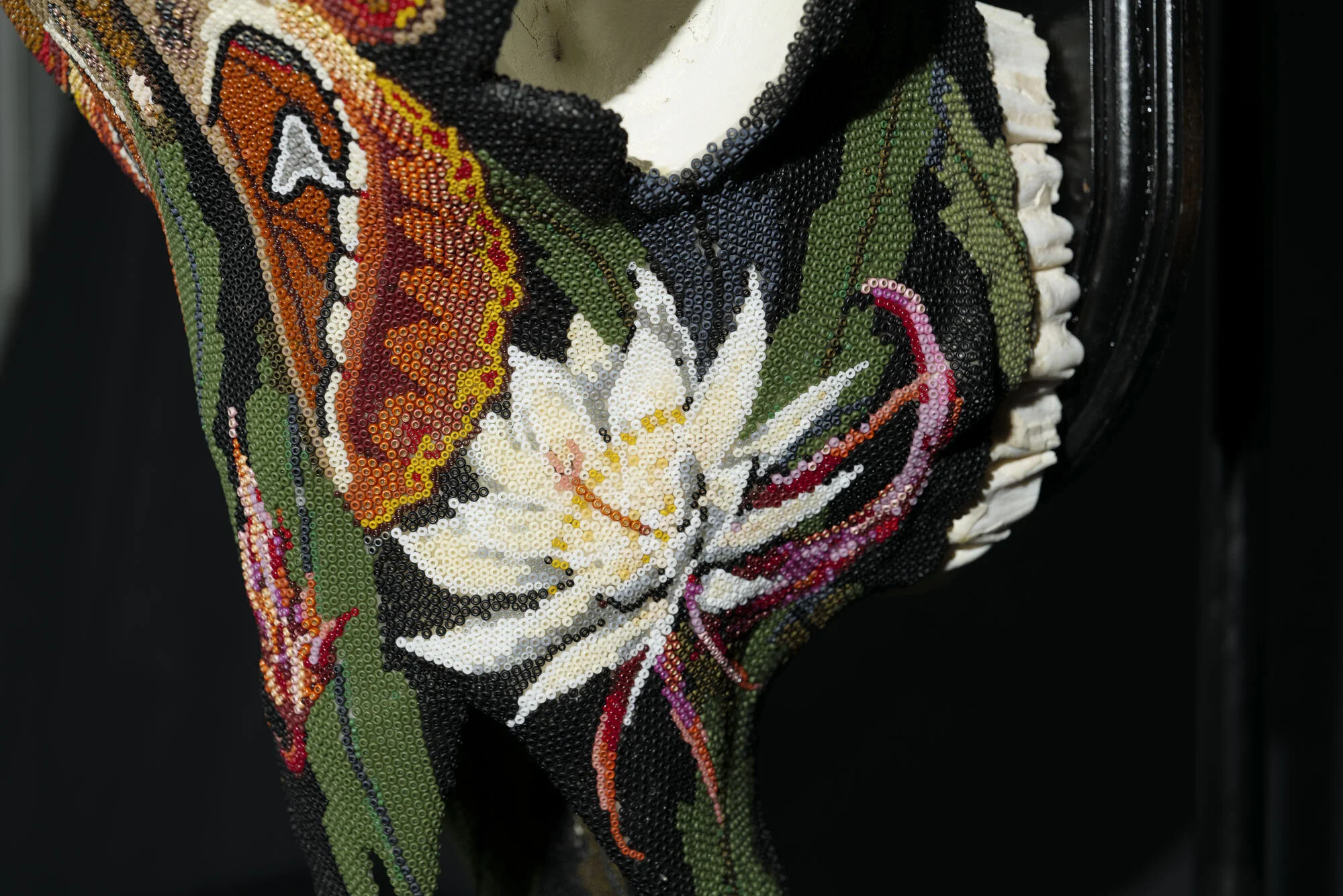 200902ATLAS MOTH_cape buffaloWEB HD__2.JPG