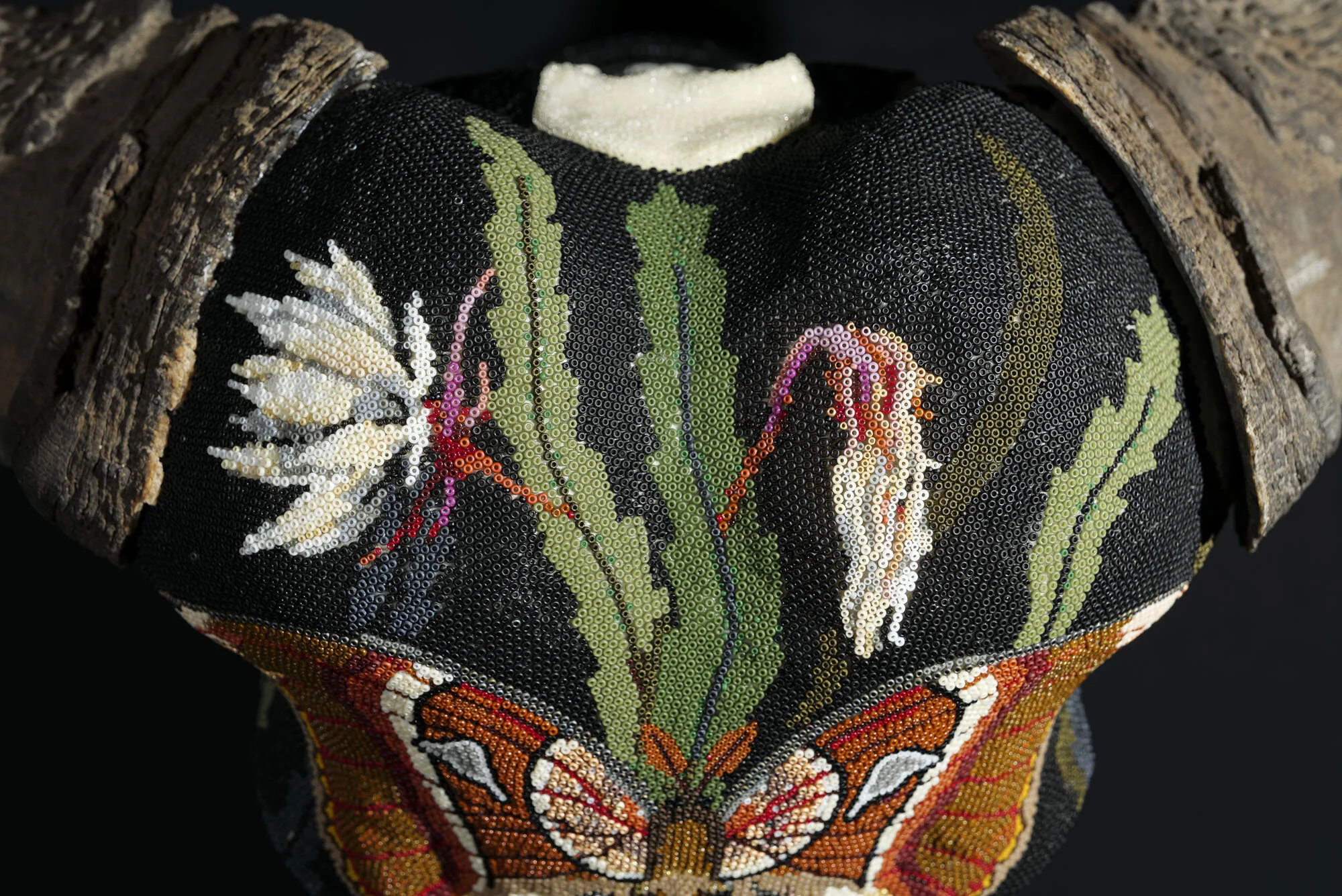 200902ATLAS MOTH_cape buffaloWEB HD__3.JPG