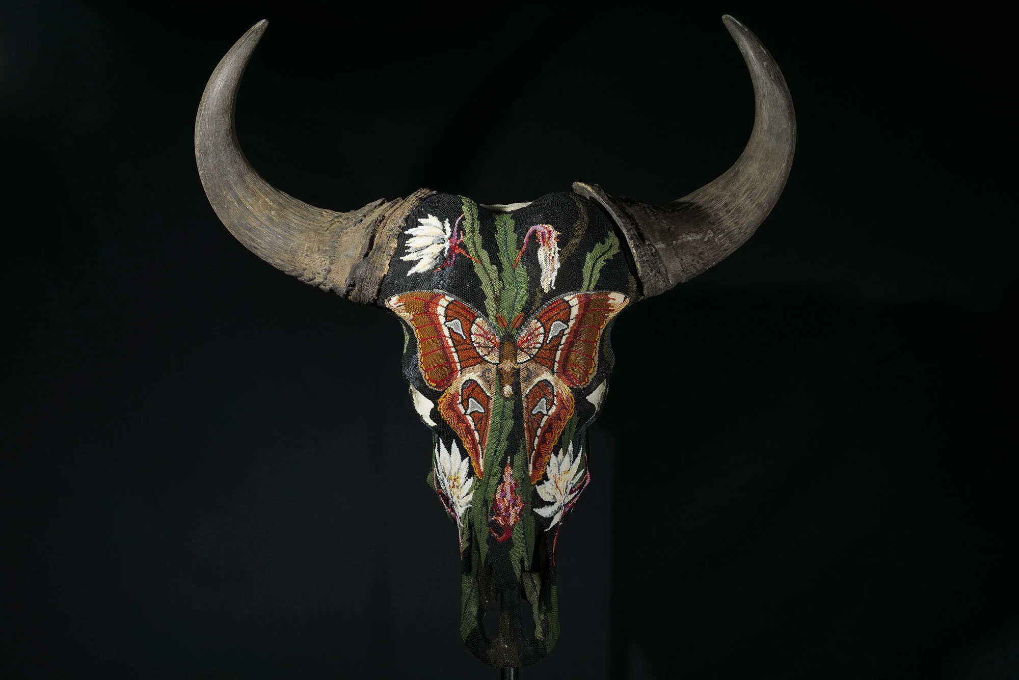 200902ATLAS MOTH_cape buffaloWEB HD__5.JPG