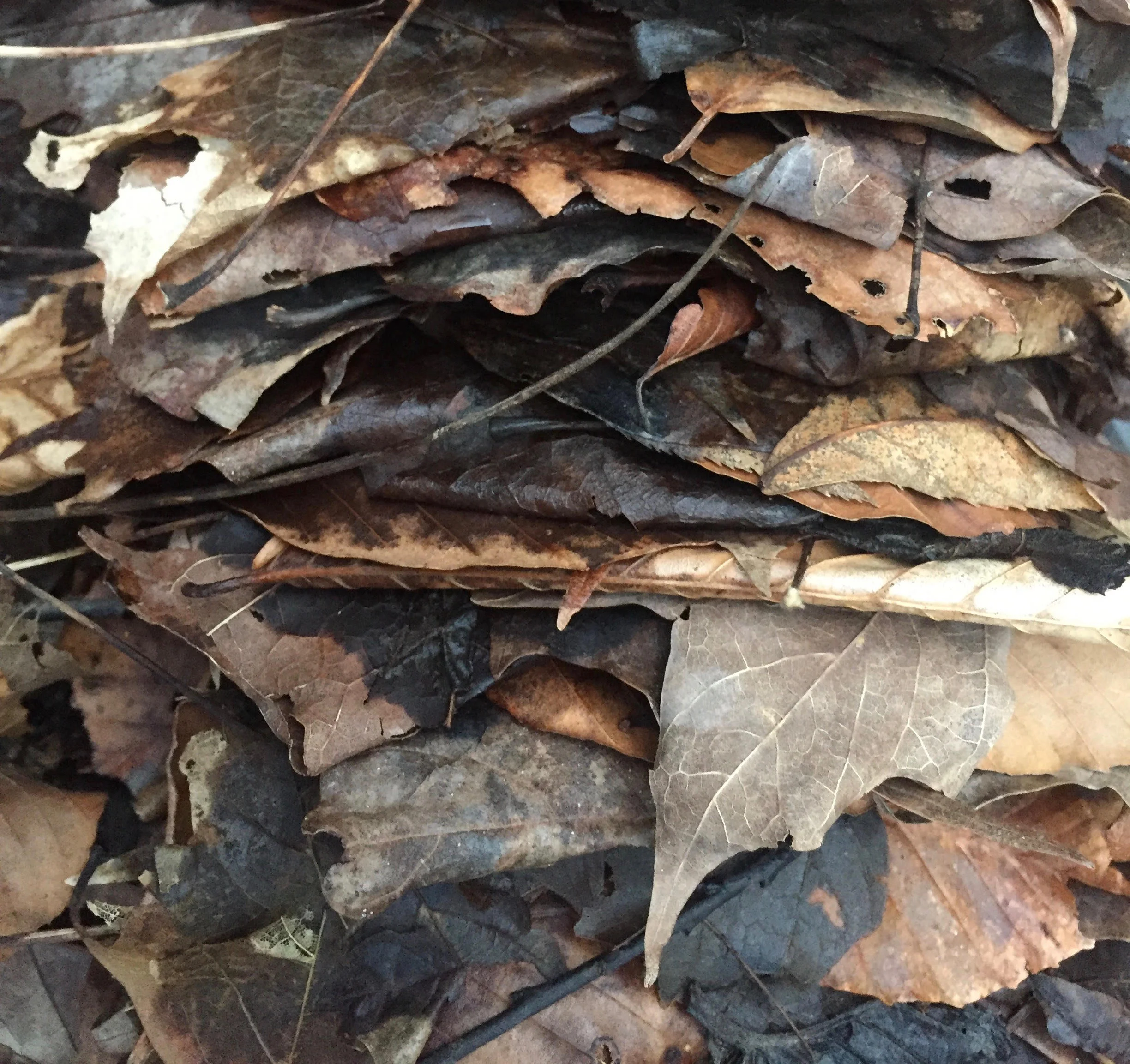 Episode 3: A Slow Blossoming