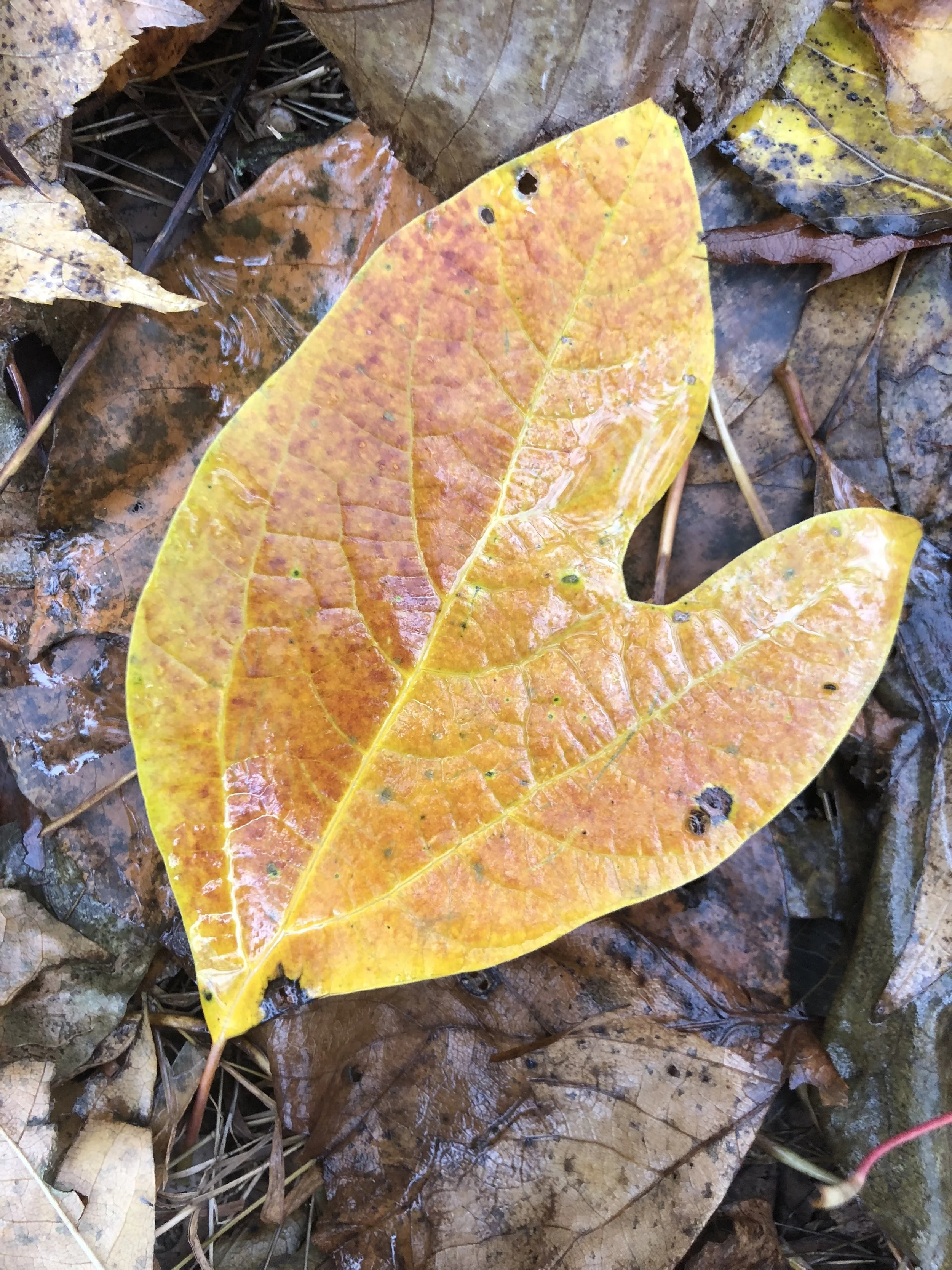 Episode 8: "Mud &amp; Miracles"