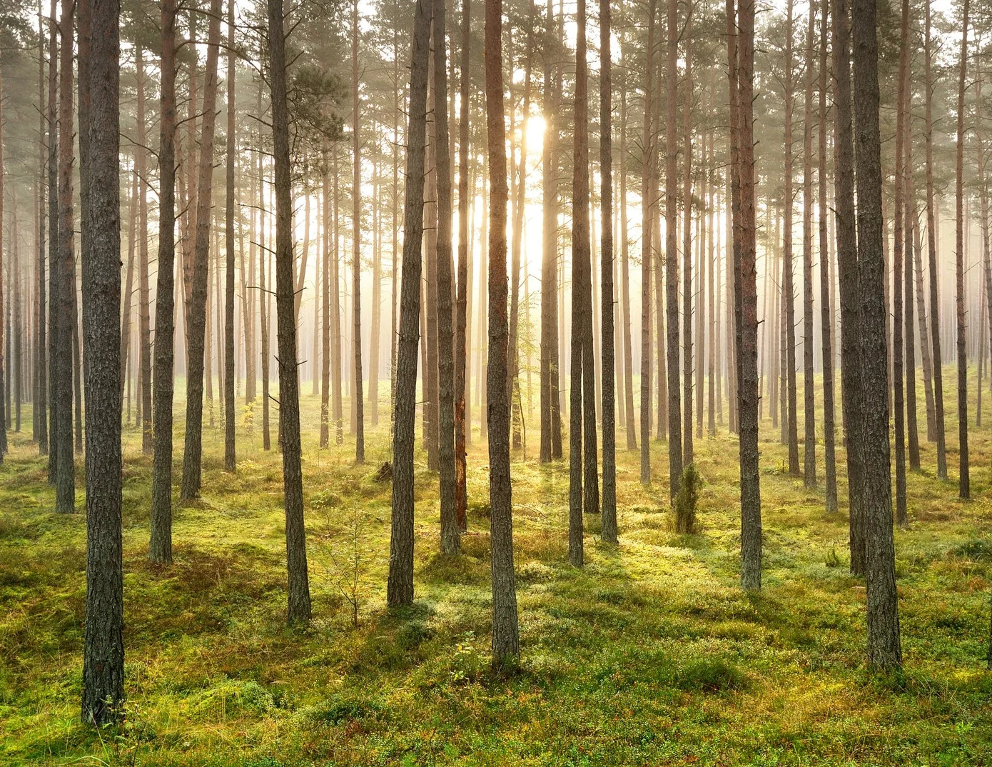 Episode 11: A Conversation with Author, Educator &amp; Activist, Gregory C. Ellison, II, Ph.D.