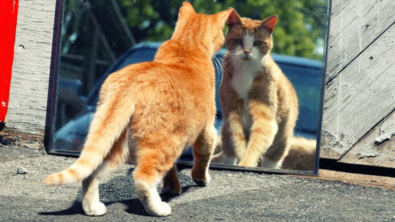 frontpagecats.jpg