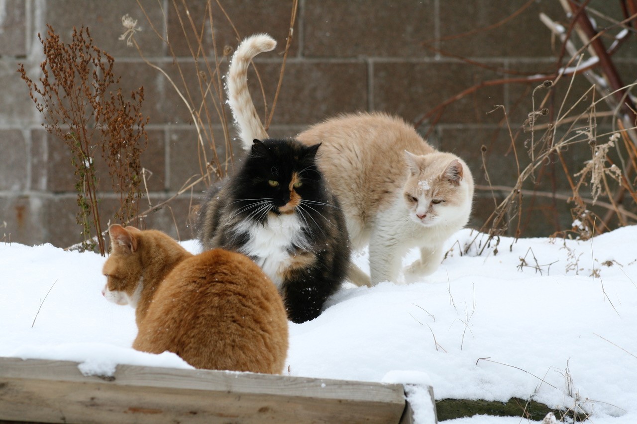snow cats.jpg
