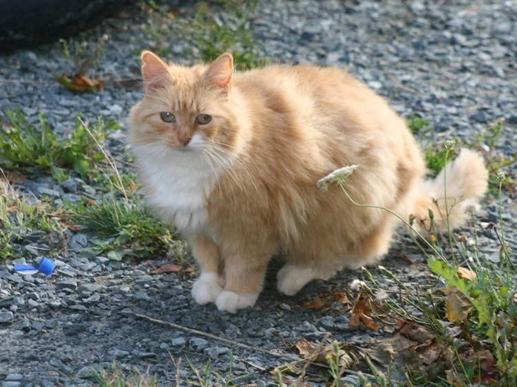 Orancina2.jpg