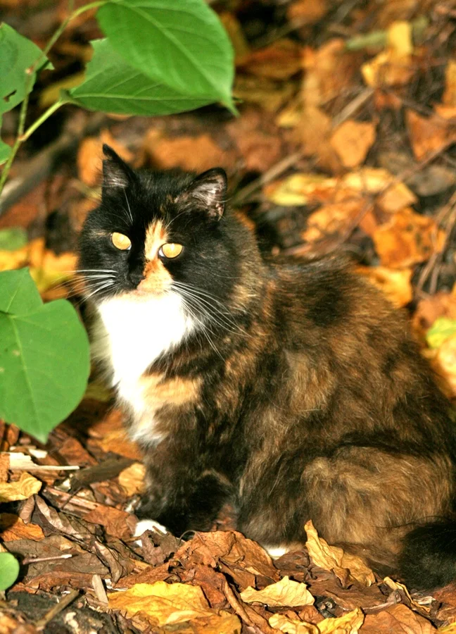Trixy-1.jpg