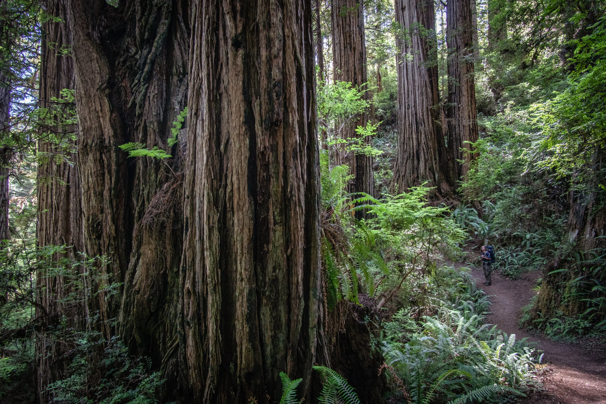 Redwoods | Redwood National Park, California