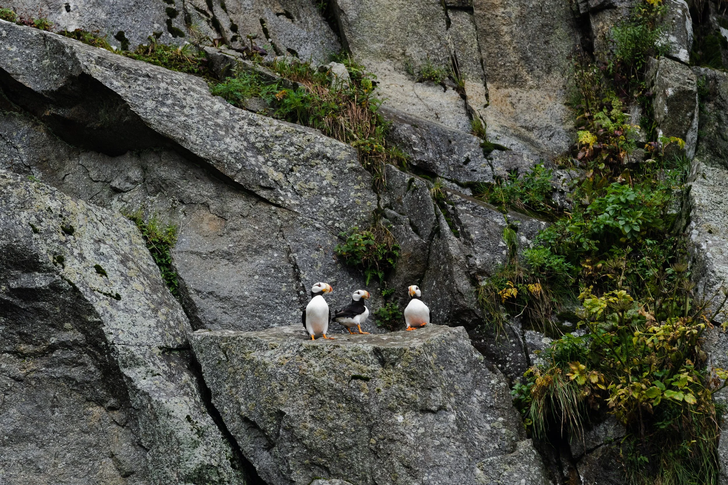 August 23, 2022_Kenai Fjords_1282.jpg