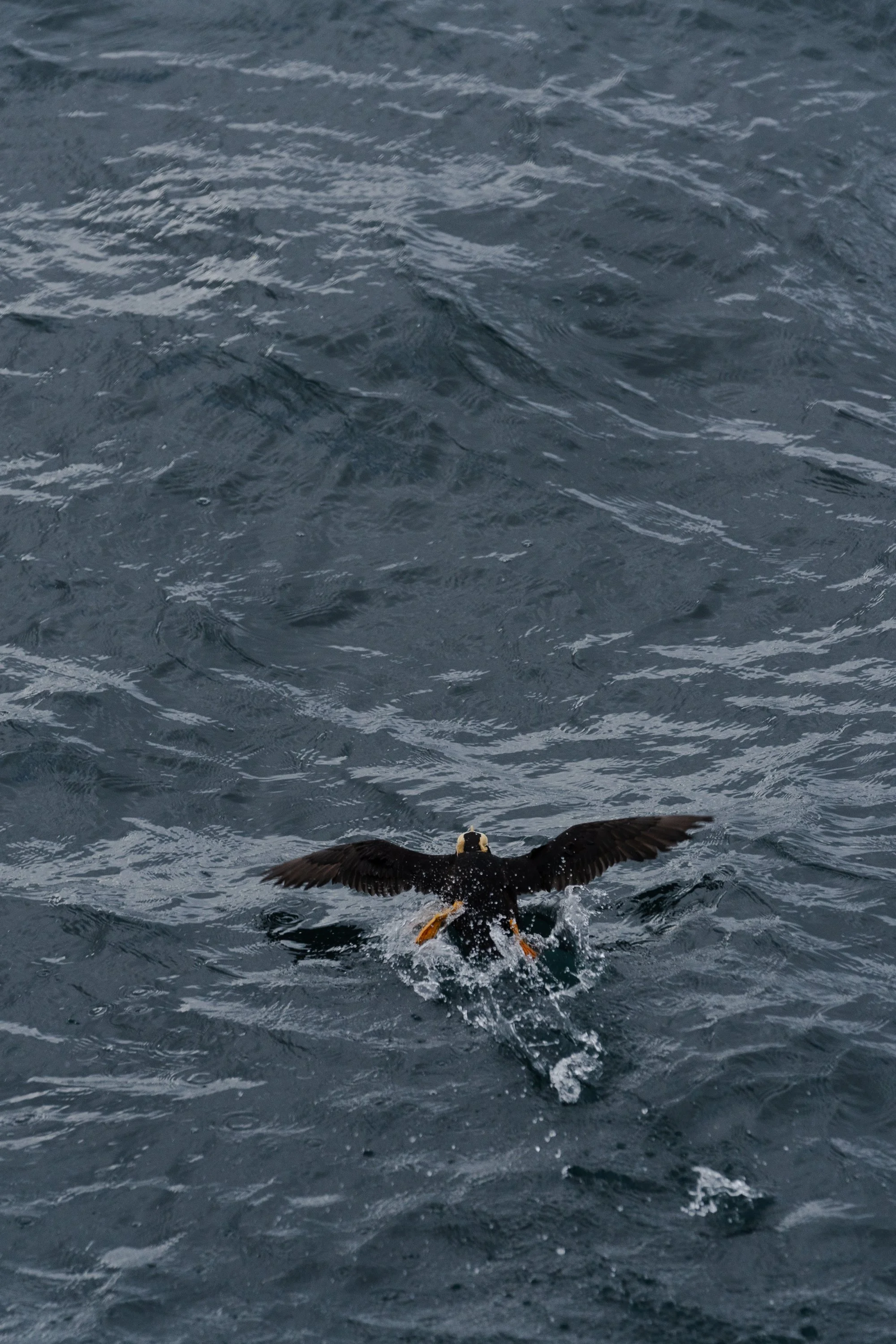 August 23, 2022_Kenai Fjords_1328.jpg