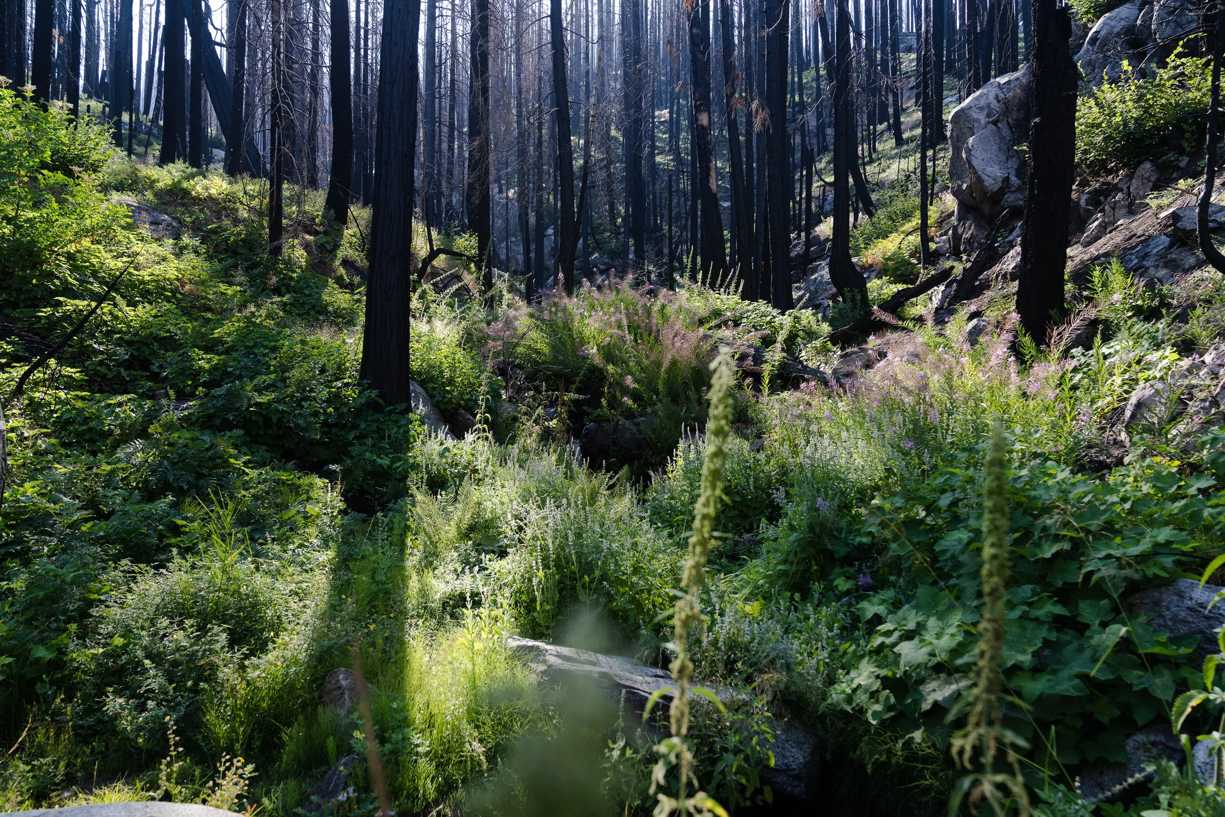 August 3, 2022_Nelson Trail to Potwisha Campground_494.jpg