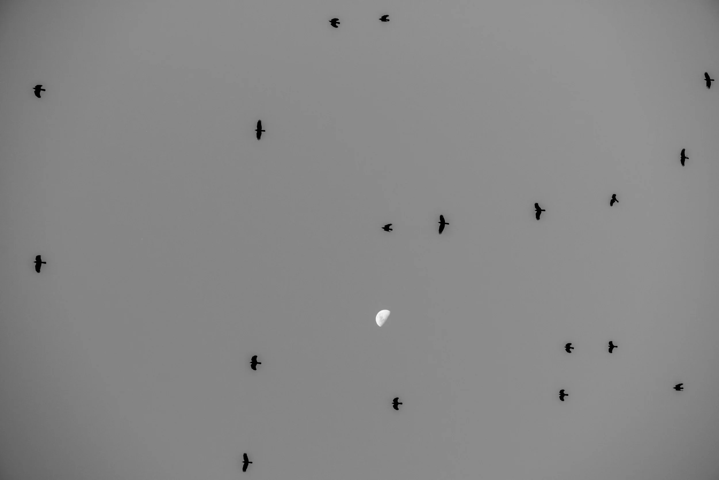 DSC_8173.jpg