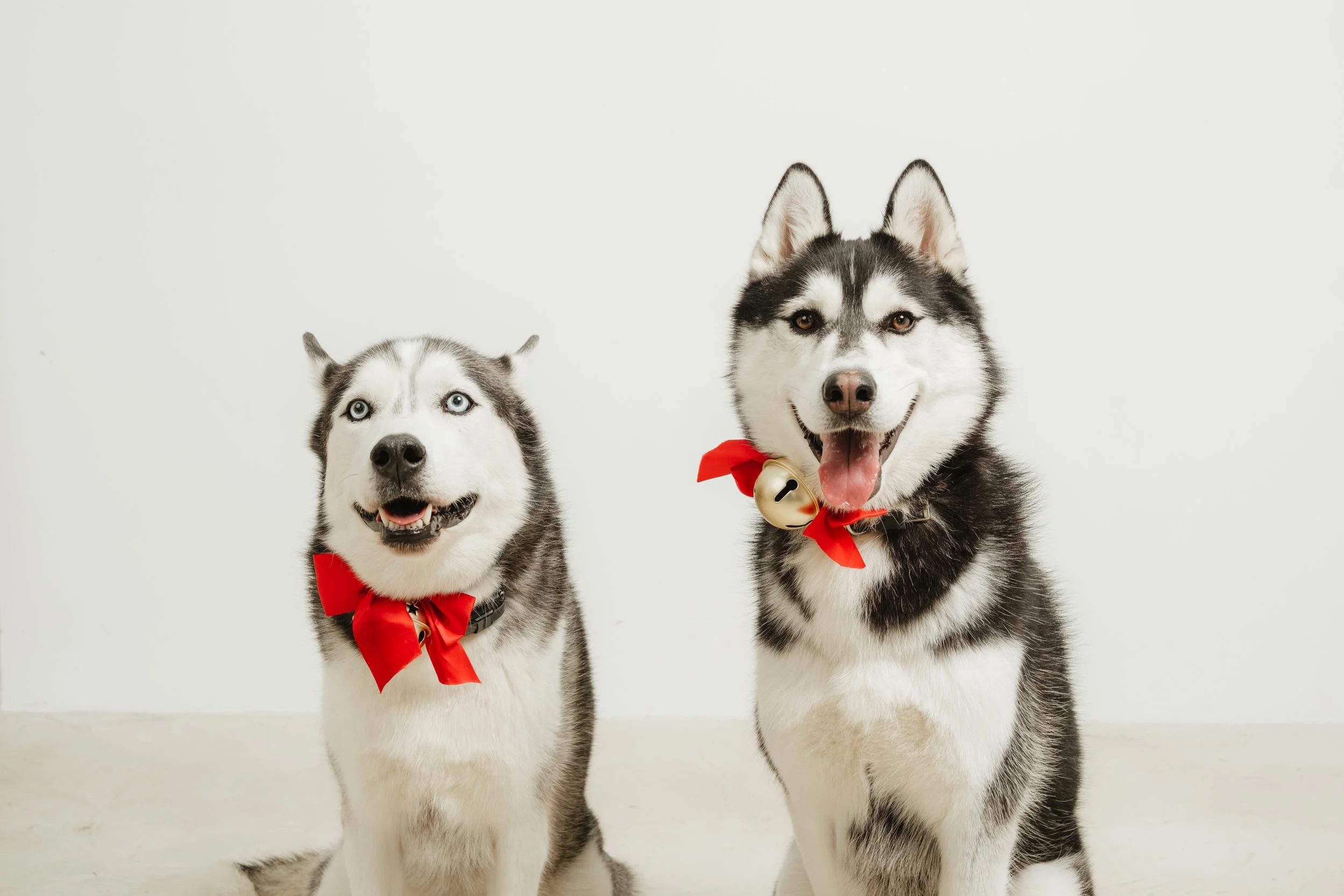 Two Siberian Huskies with red ribbons and bells around their necks, sitting against a plain white background.