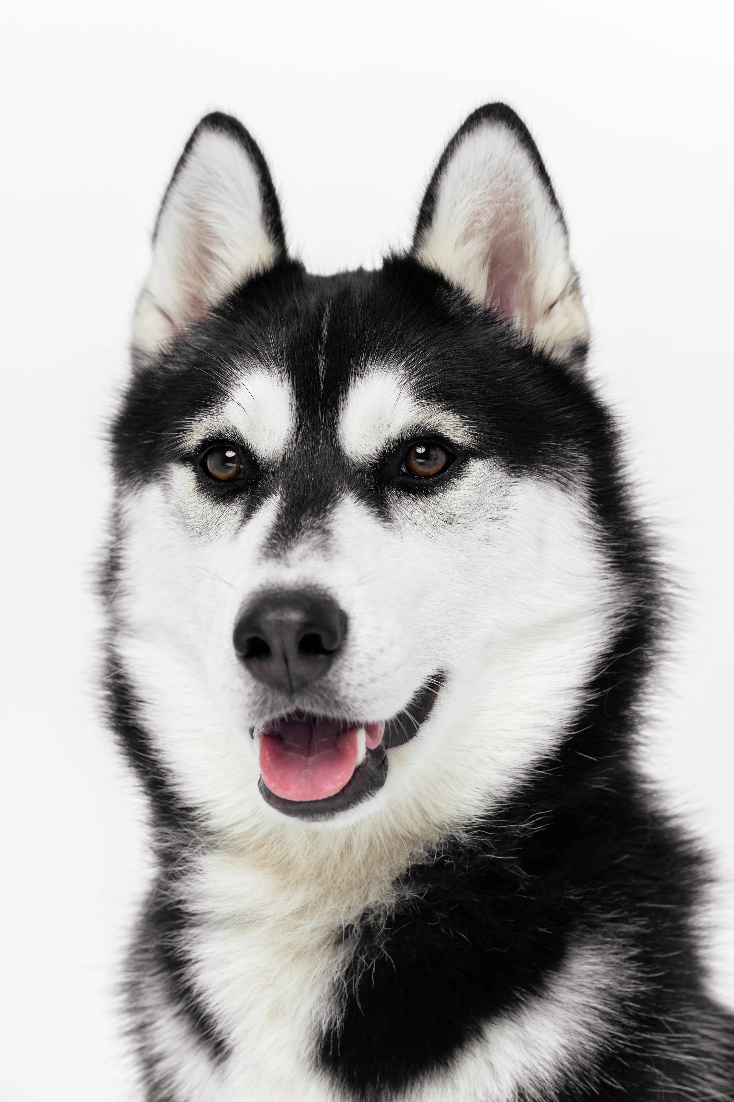 Close-up of a Siberian Husky dog with black and white fur, brown eyes, and an open mouth showing a pink tongue, against a plain white background.