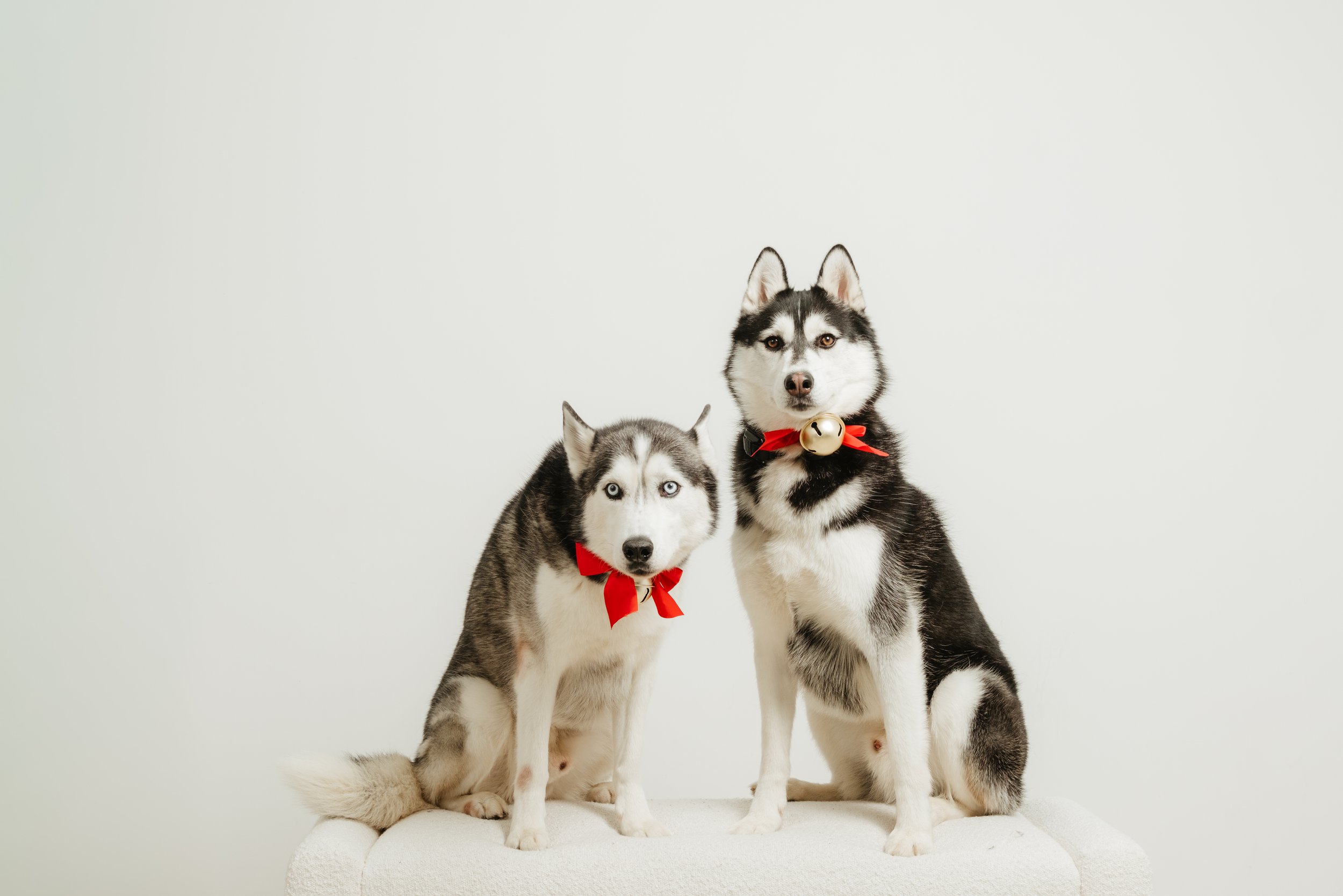 Two Siberian Huskies wearing red bows with bells around their necks, sitting on a light-colored surface against a plain white background.