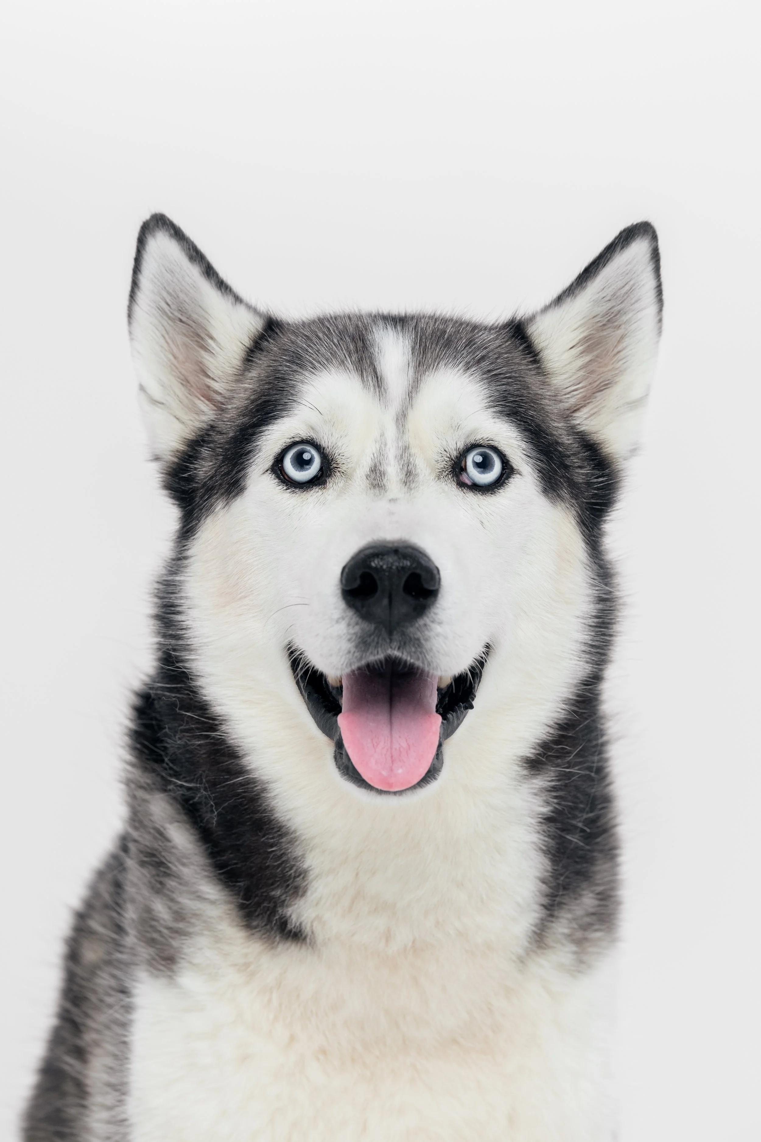 Close-up of a happy husky dog with blue eyes, black and white fur, and its tongue out against a plain background.