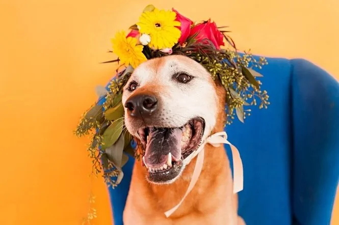 Honoring Our Beloved Pets to Start Dia de los Muertos Day of the Dead Celebrations. October 27 Is The Start Of Dia De Los Muertos - Day Of The Dead. 
Today is a new addition to the tradition and is called “el día de las almas de las mas