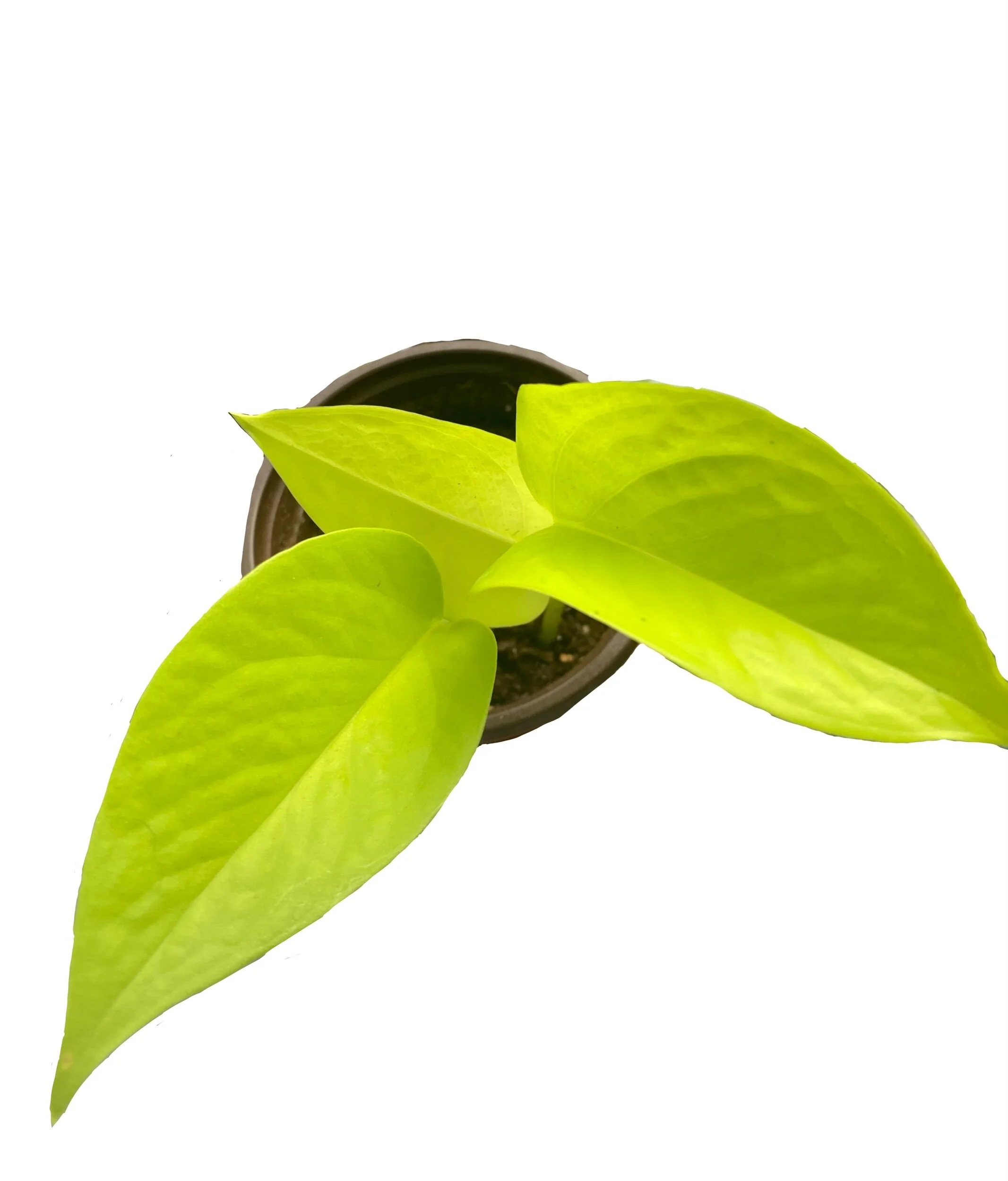 9CA6D130-56F9-4880-BE72-3DA6ECDFFBA0