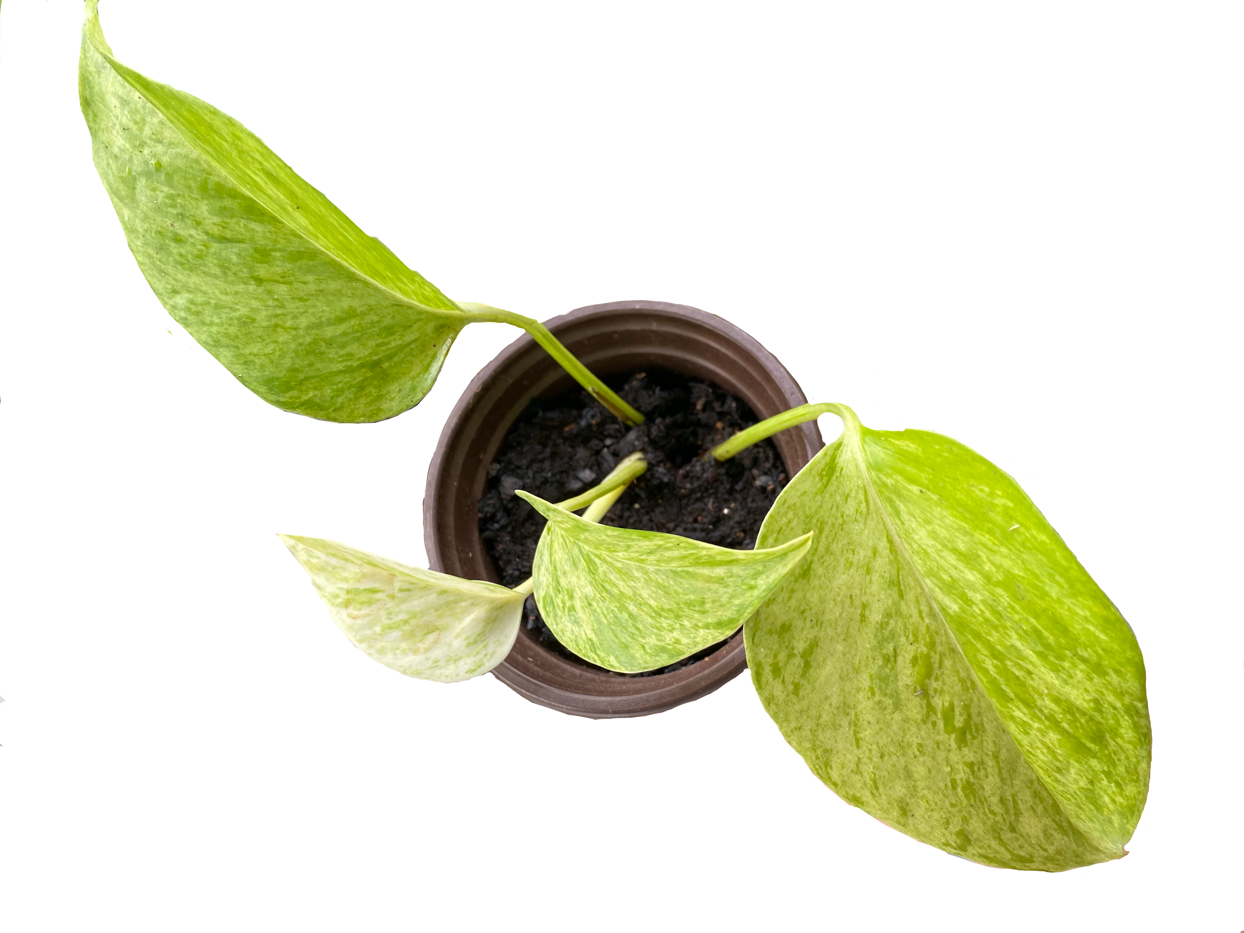 E2297EAD-9D06-4426-9D74-C0859EDC0D68