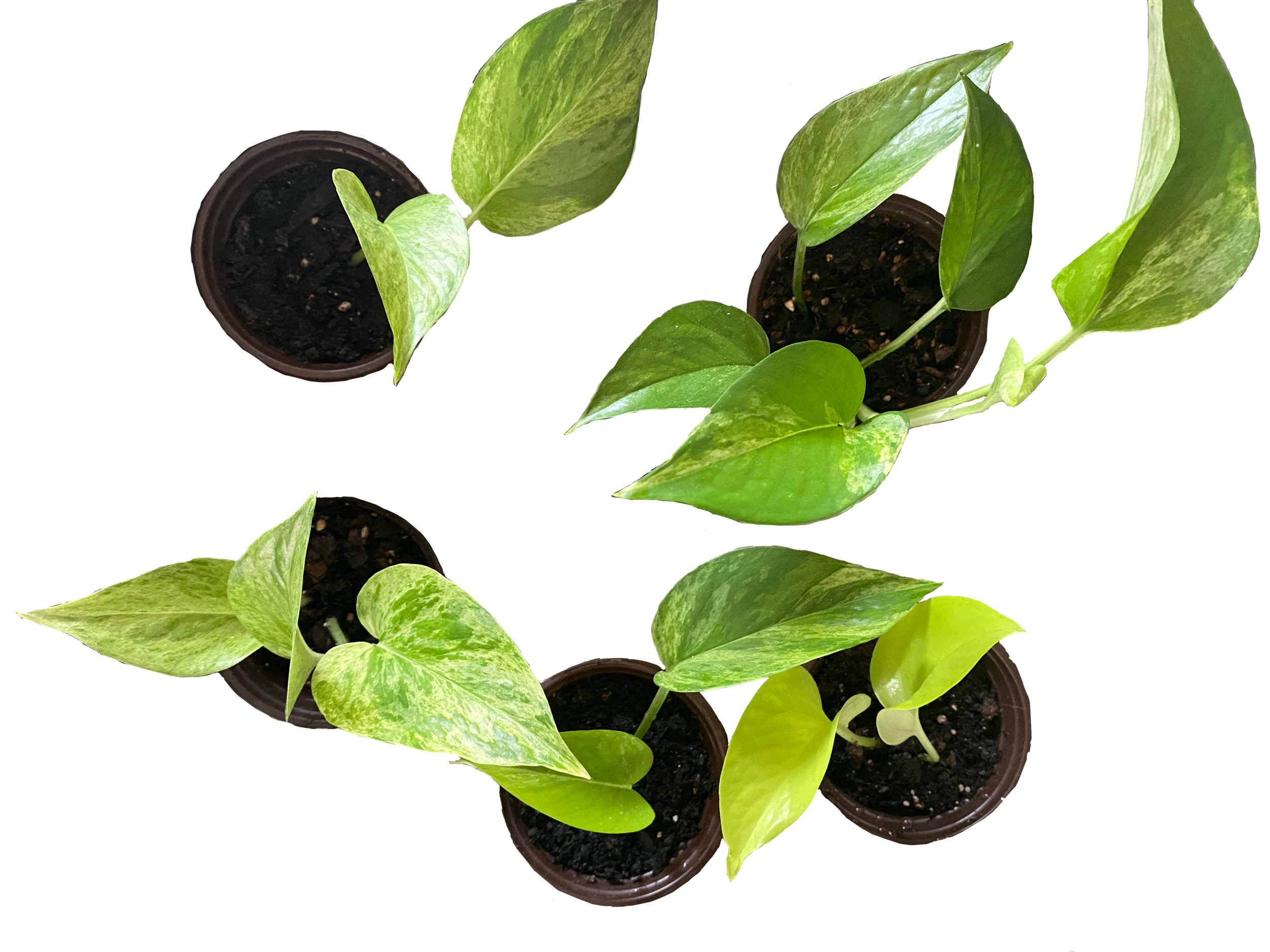 4639546E-E6C9-42E5-98B1-6554EA76FFA8