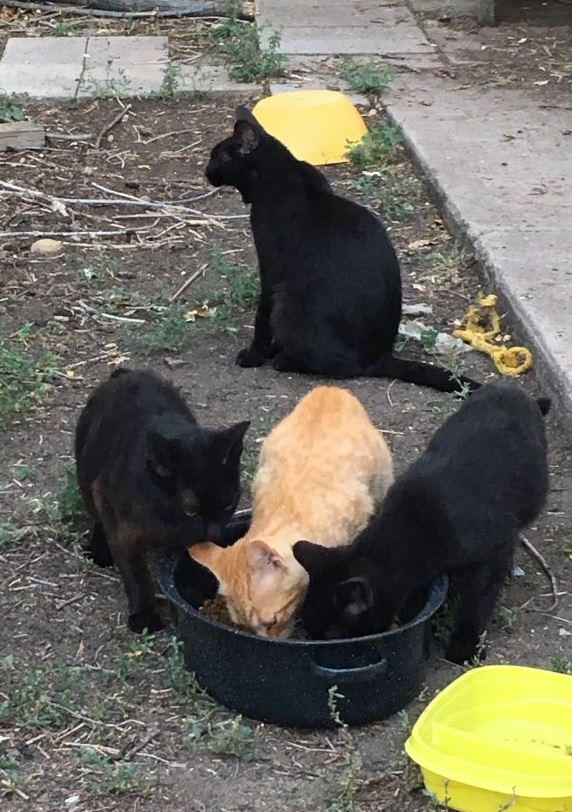 JJ's Helping Paws feral cats 1-2019.jpg