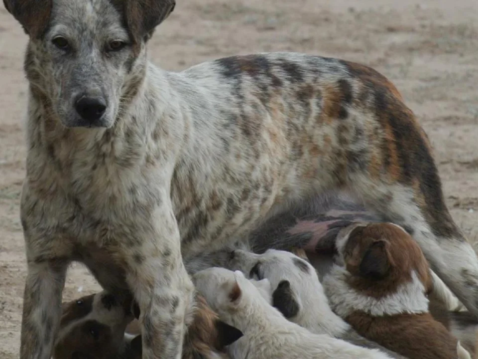 Reservation Dogs C A R E