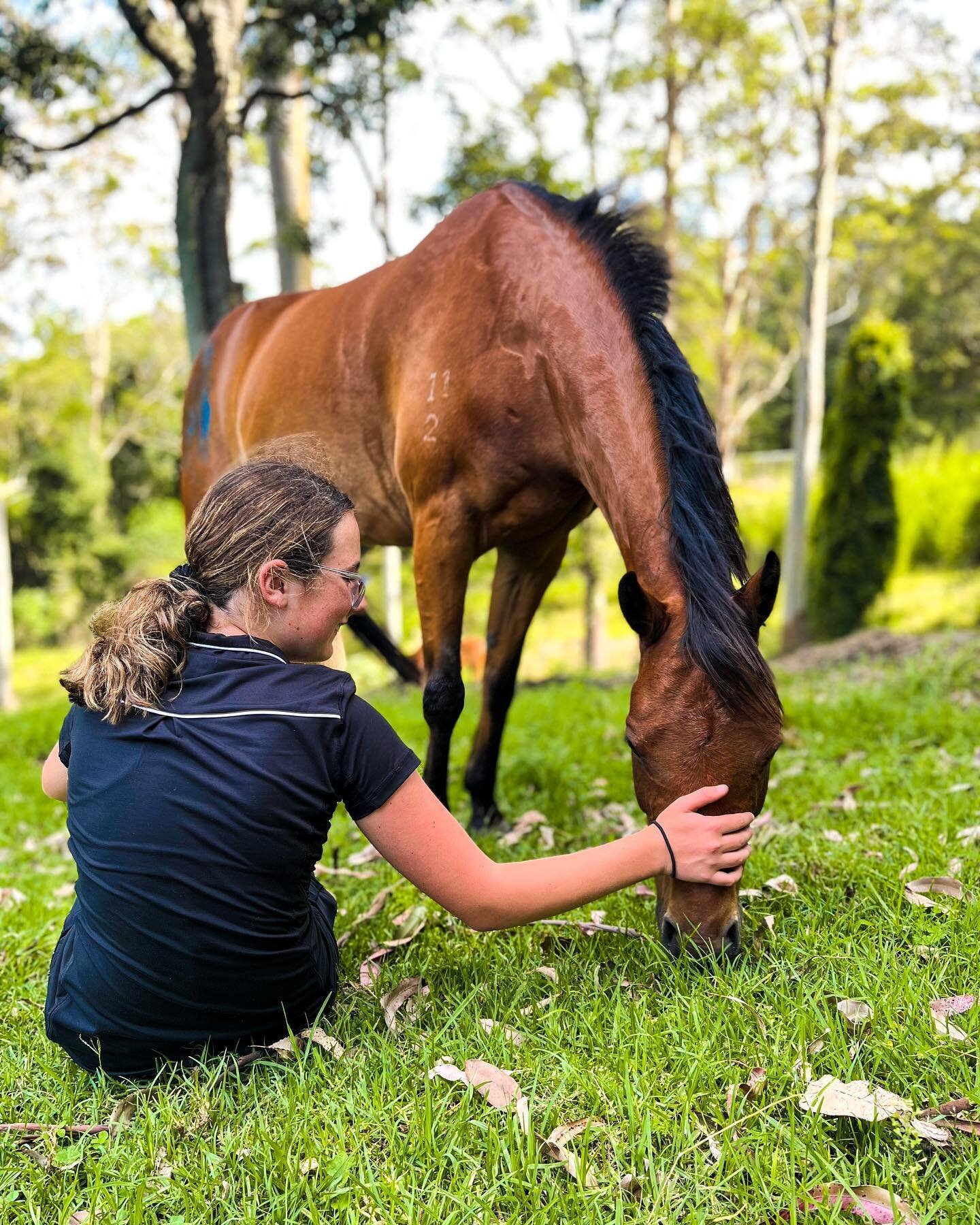 Meet our pony: Piccolo🐴

He is playful, powerful &amp; perfect in our eyes!
Age: 10 years 
Favourite treat: Carrots 🥕 
Loves: Jumping &amp; barrel racing
Best buddy: Melody 🐎

#TheHerdAtTORA