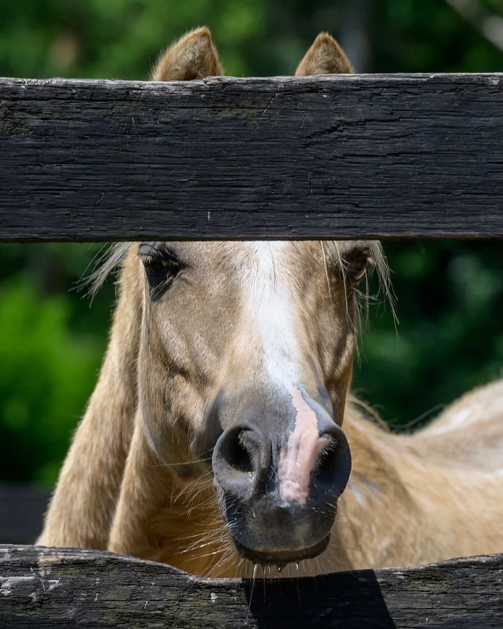 Tony the pony🐴🥕 our cheekiest palomino. 

He&rsquo;s the ultimate teacher for our young riders because he keeps them on their toes with his golden sass, fast trot and big jump. He is a crowd favourite and he knows it 💛💛