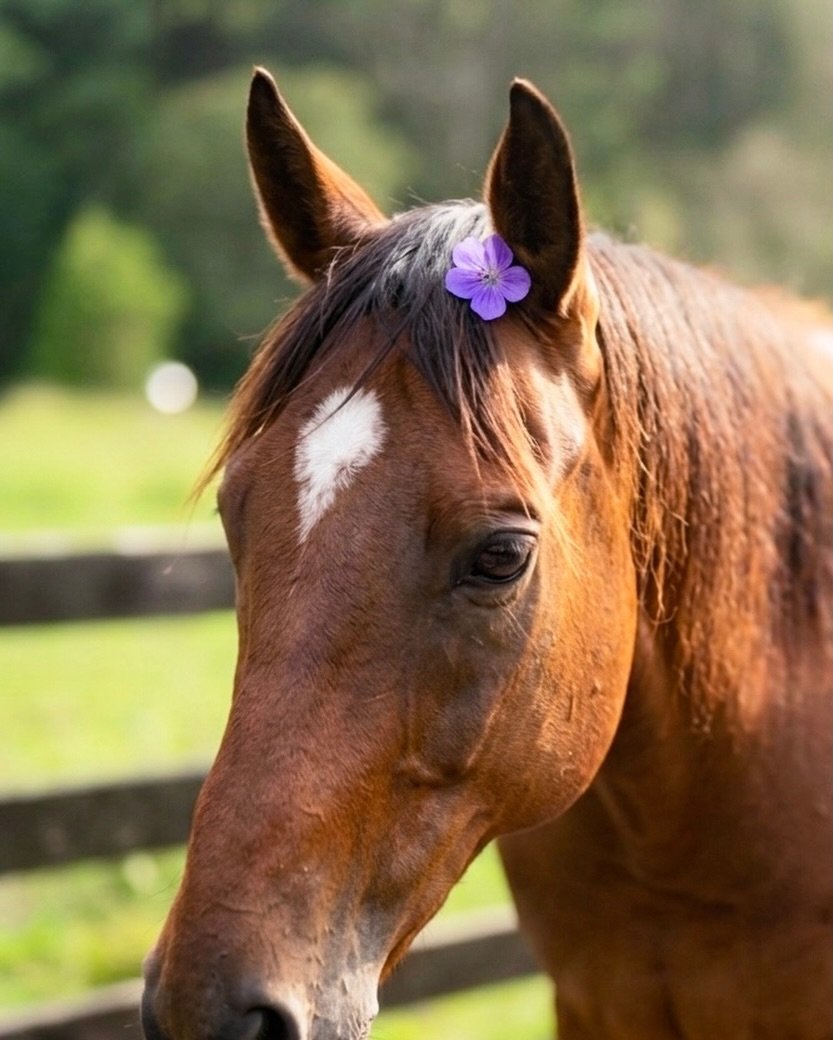 Happiness is found in the ordinary moments 🌸🌾

Sometimes the best part of the day isn&rsquo;t the perfect trot &mdash;it&rsquo;s the quiet connection, standing still, picking a flower, and being present with your horse.
Whether you&rsquo;re a tiny 