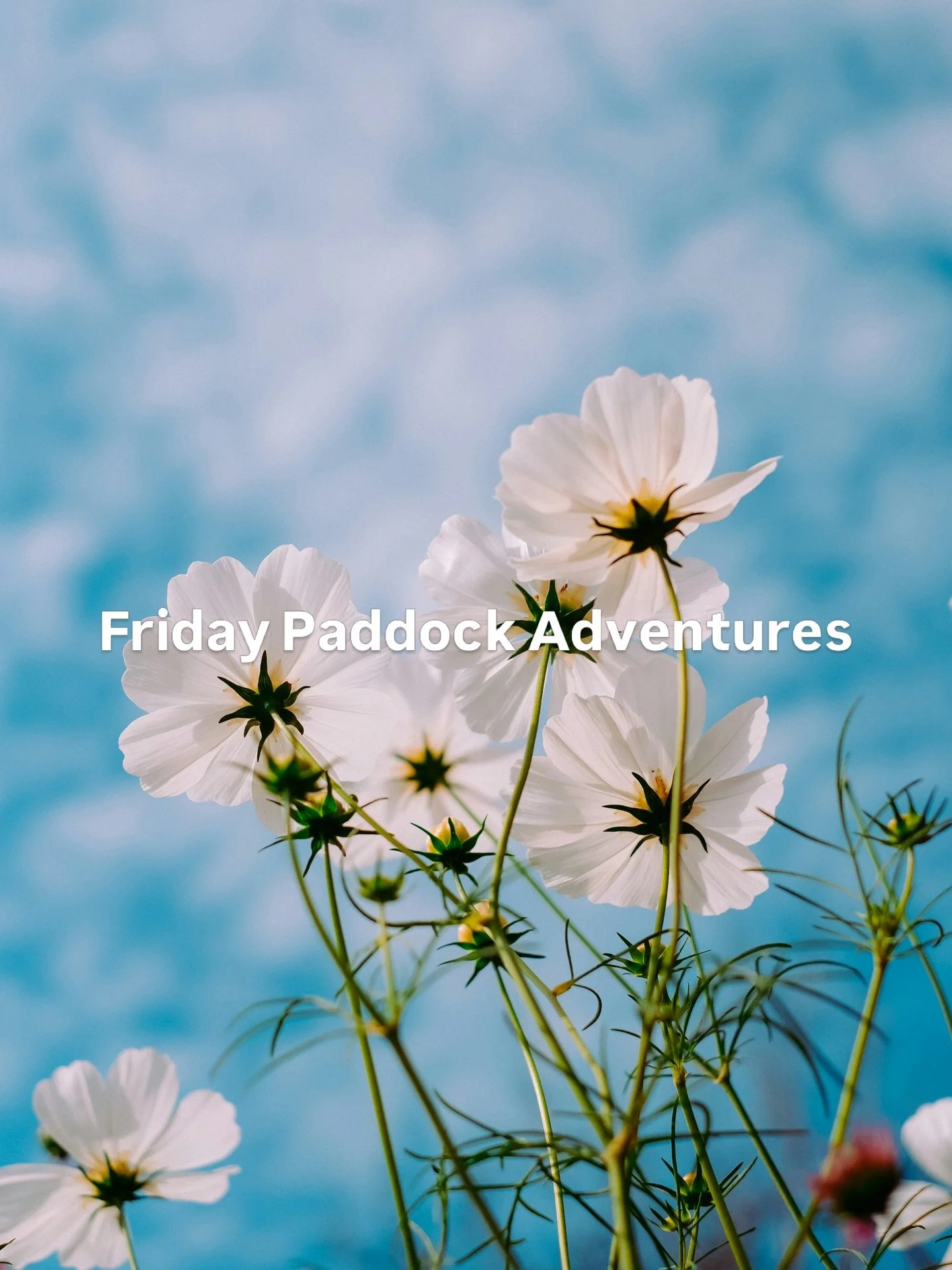 Join us for Friday Paddock Adventures! We start this Friday morning, 10am &ndash; 12pm 🌿🐴

Created for local families, nature explorers, and homeschoolers, our paddock is a purposeful sanctuary for child-led discovery.
It&rsquo;s about the freedom 