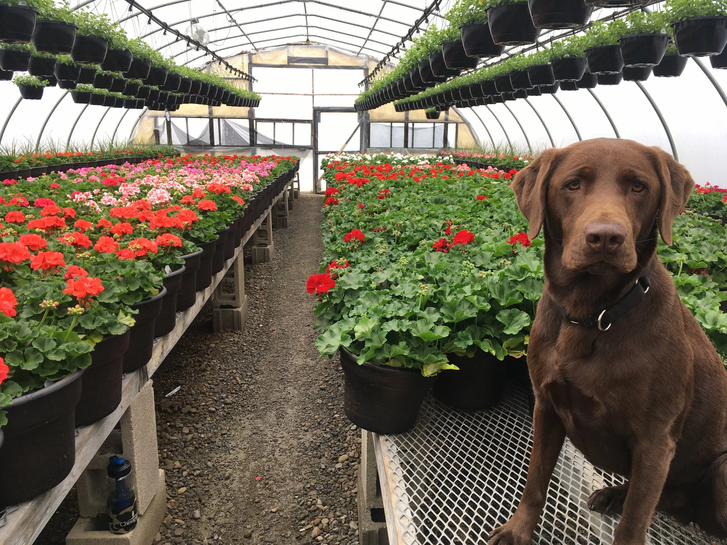 Grizz Geranium 1.JPG