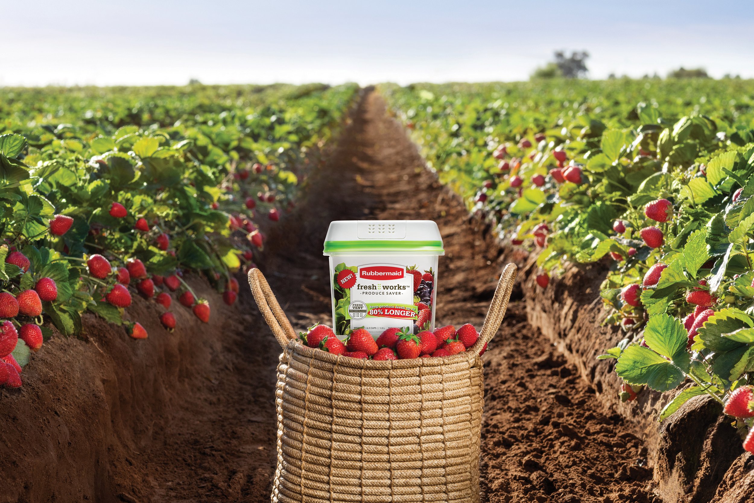 1920478-consumer-freshworks-medium-strawberry-field-in-use copy.jpg