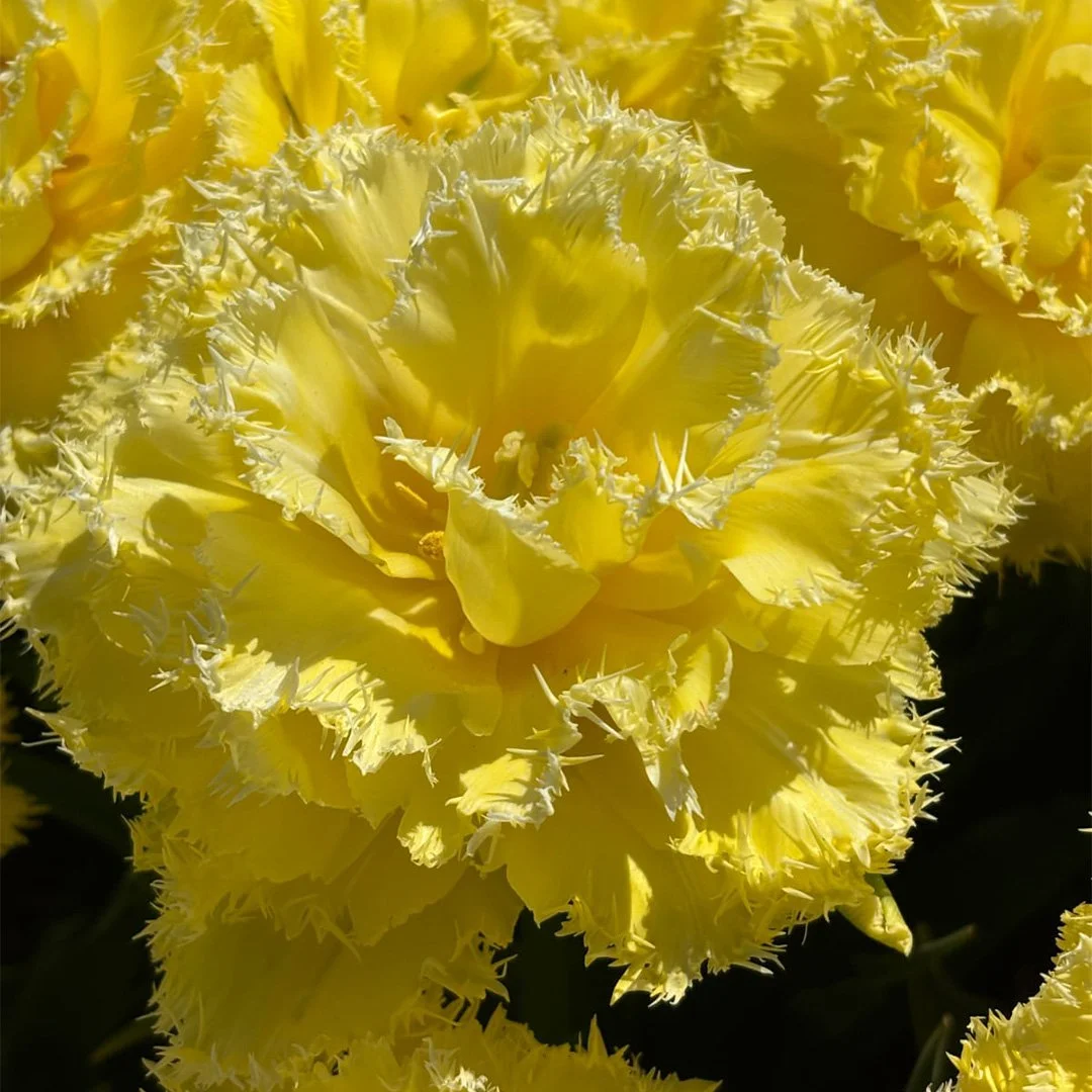 Tulipa-Lemon-Shoot.jpg
