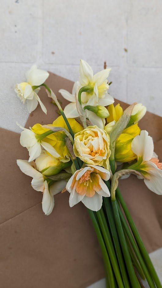 Cornet de narcisses courts