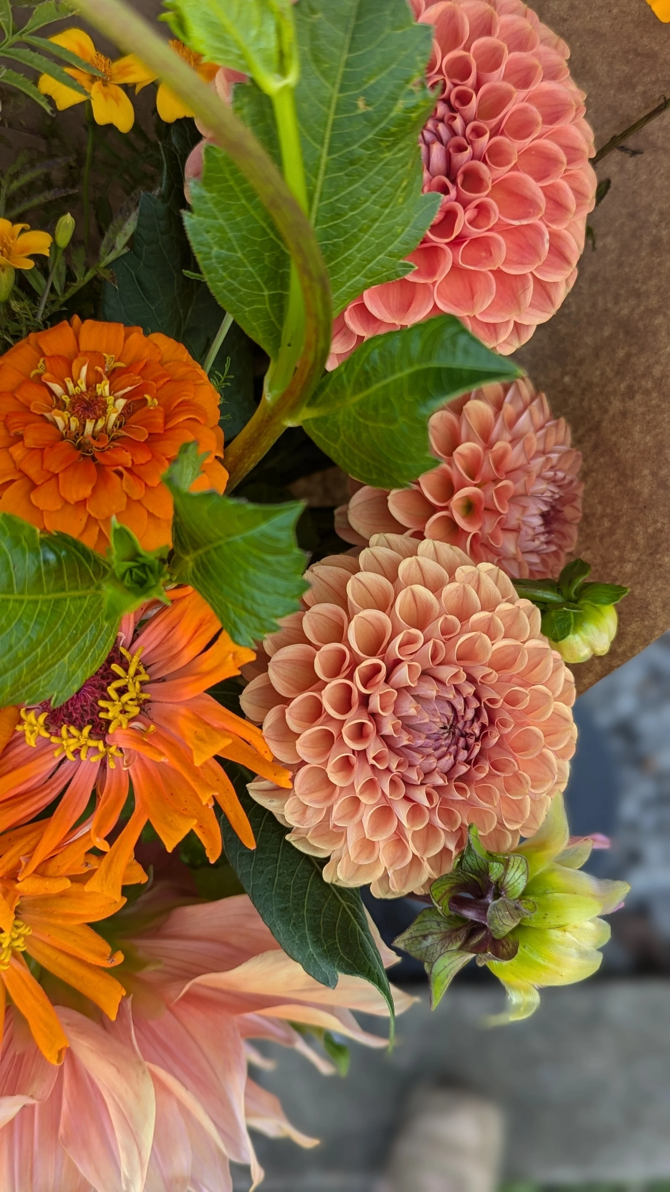 Dahlia Cornel Bronze