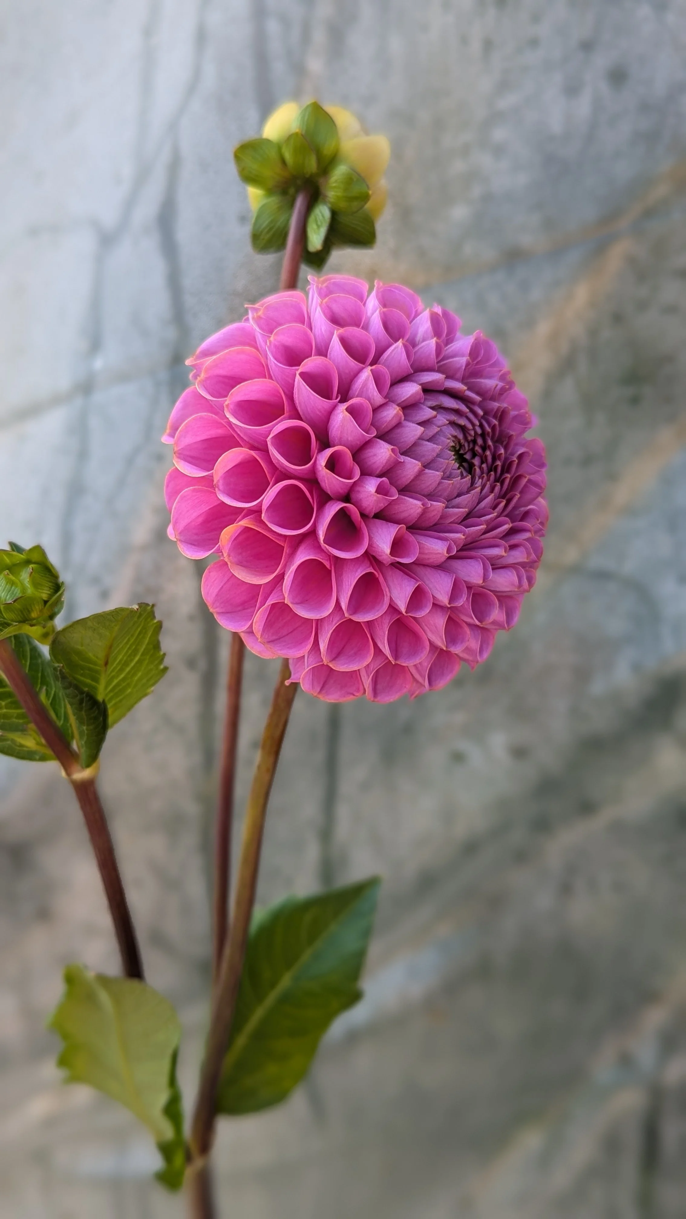 Dahlia Isabel
