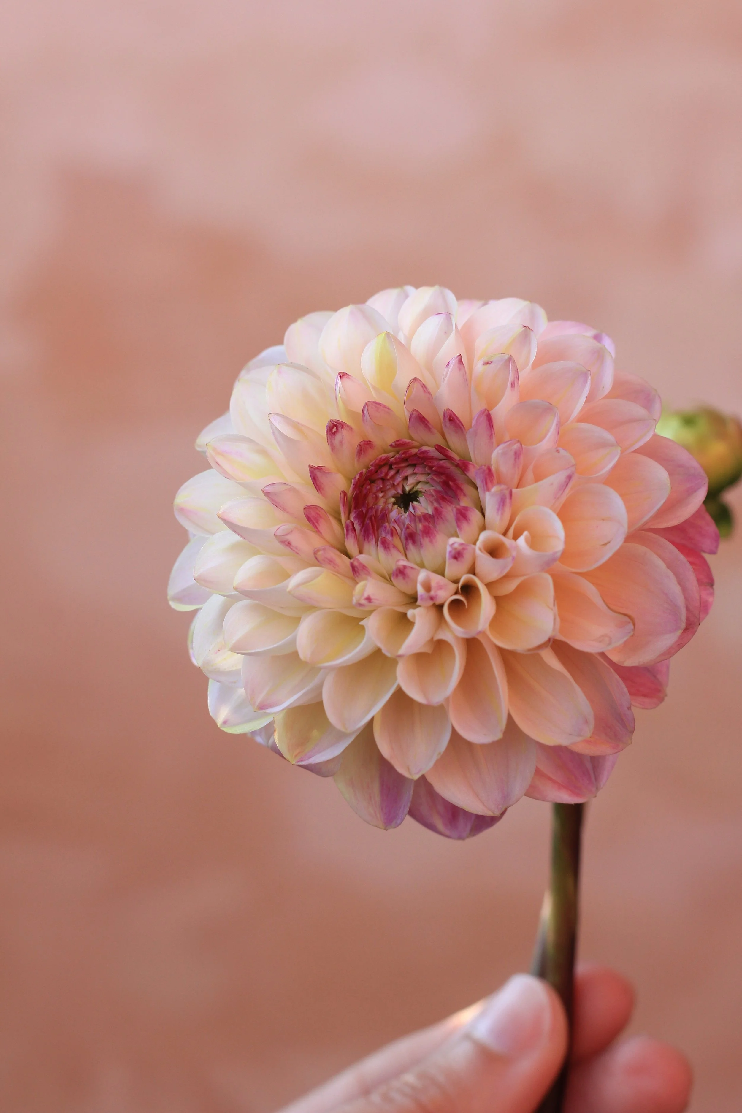 Dahlia Wine Eyed Jill