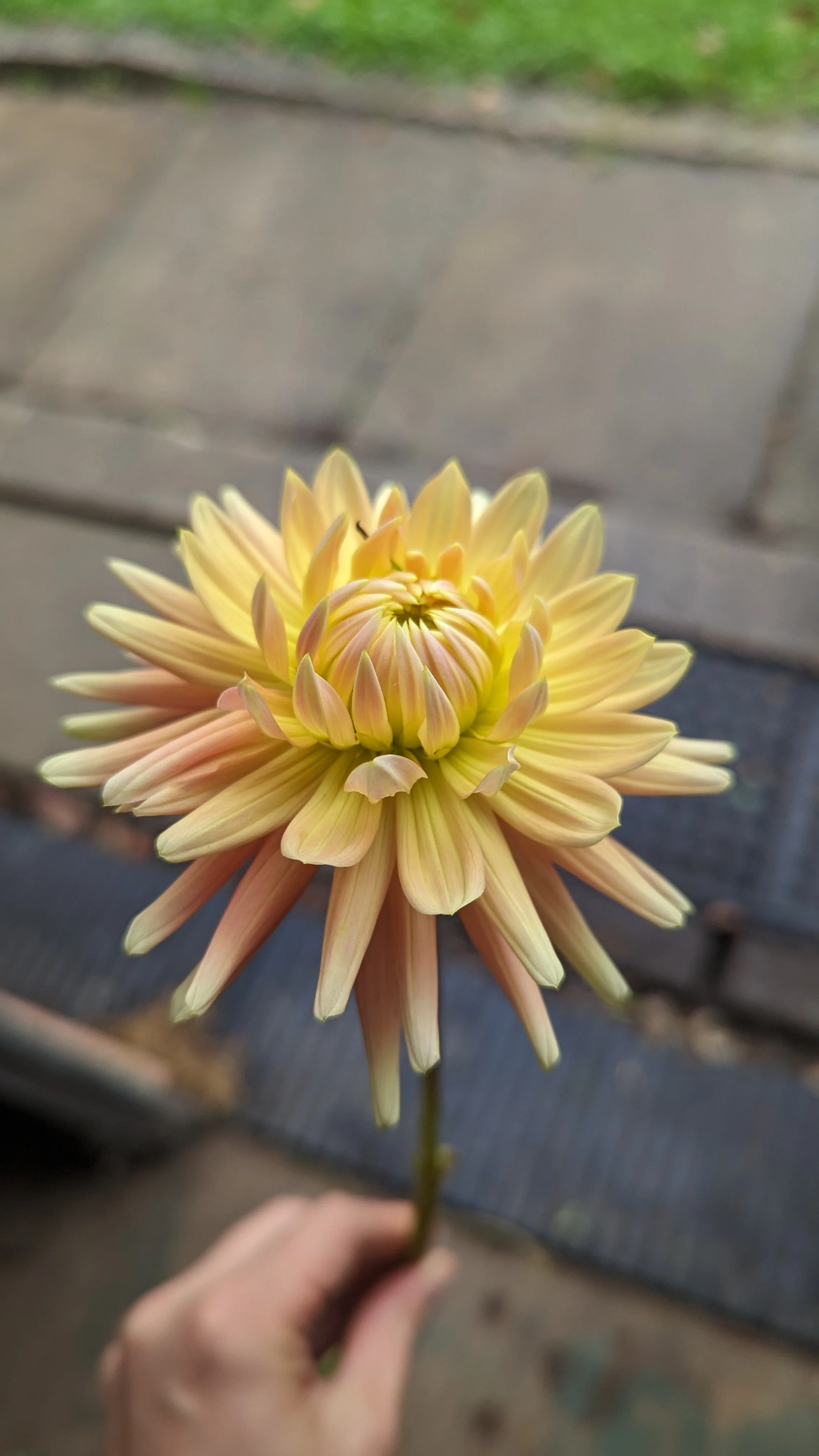 Dahlia Hollyhill Gingersnap