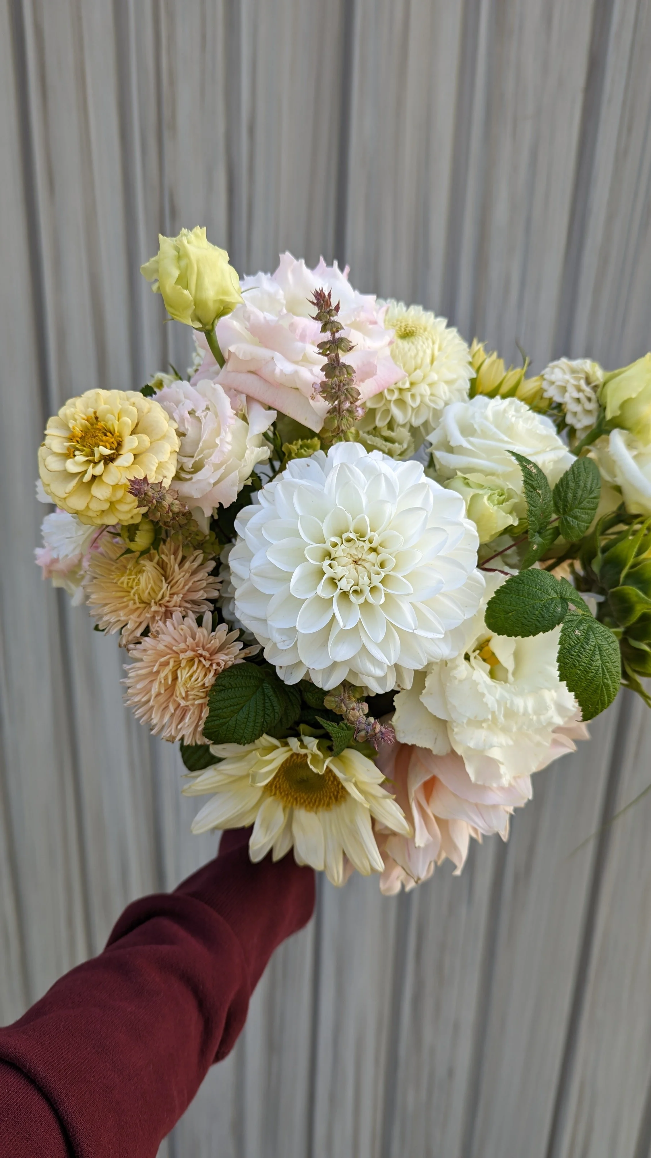 Dahlia Ferncliff Artica