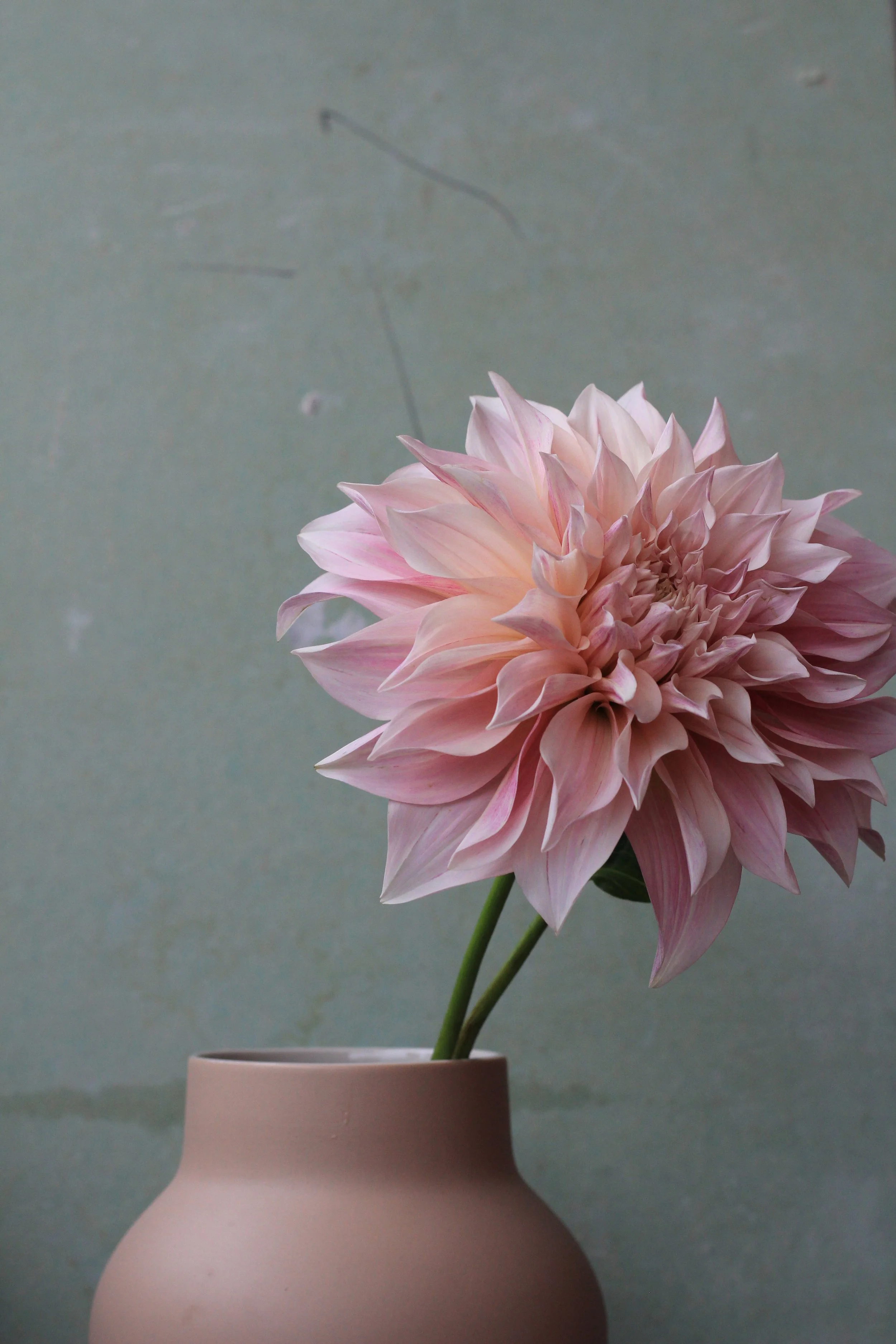 Dahlia Café au Lait