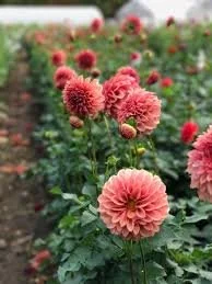 Dahlia Orange Globe