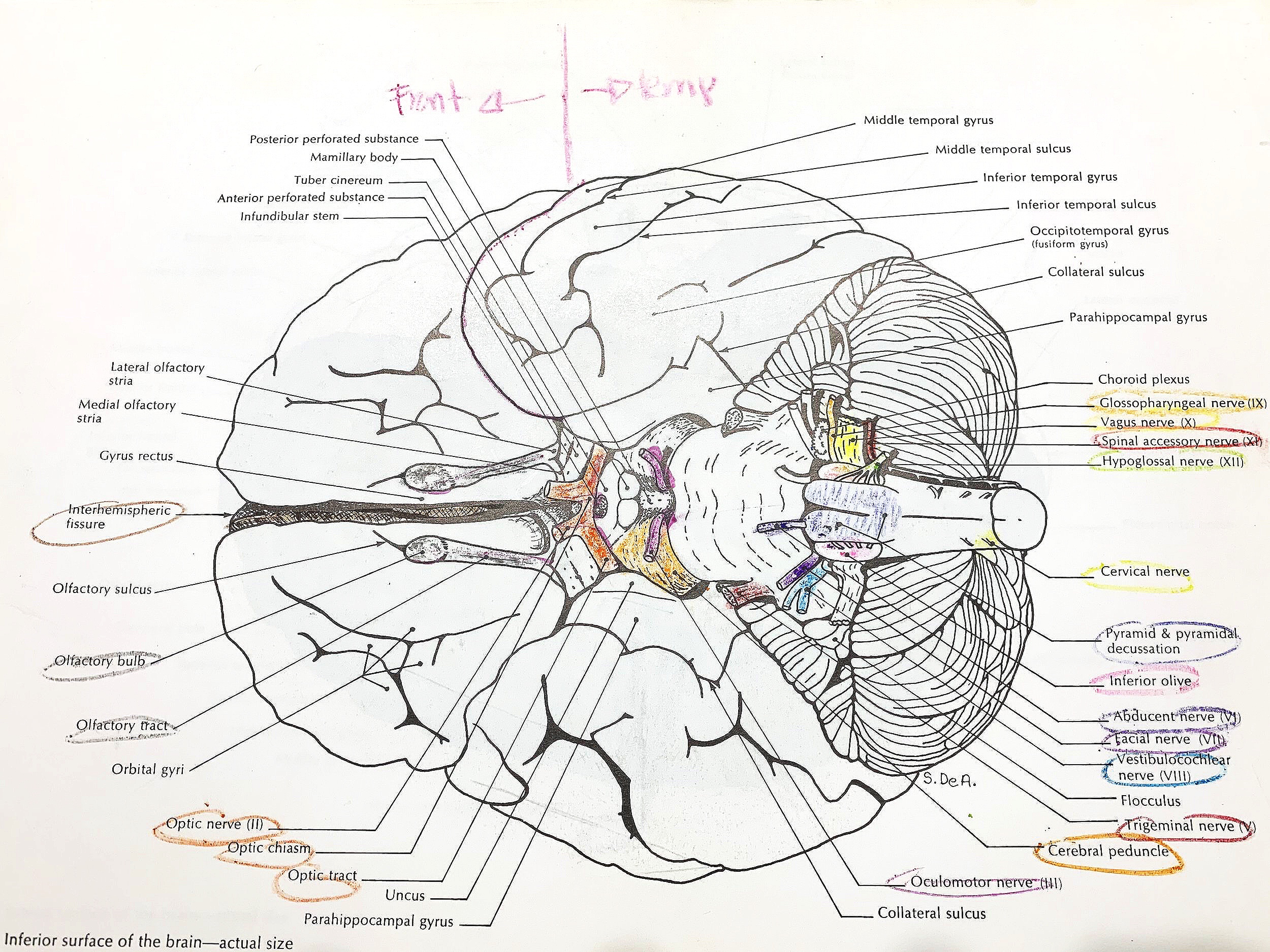 cervical plexus - Draw it to Know it - Neuroanatomy Tutorial 