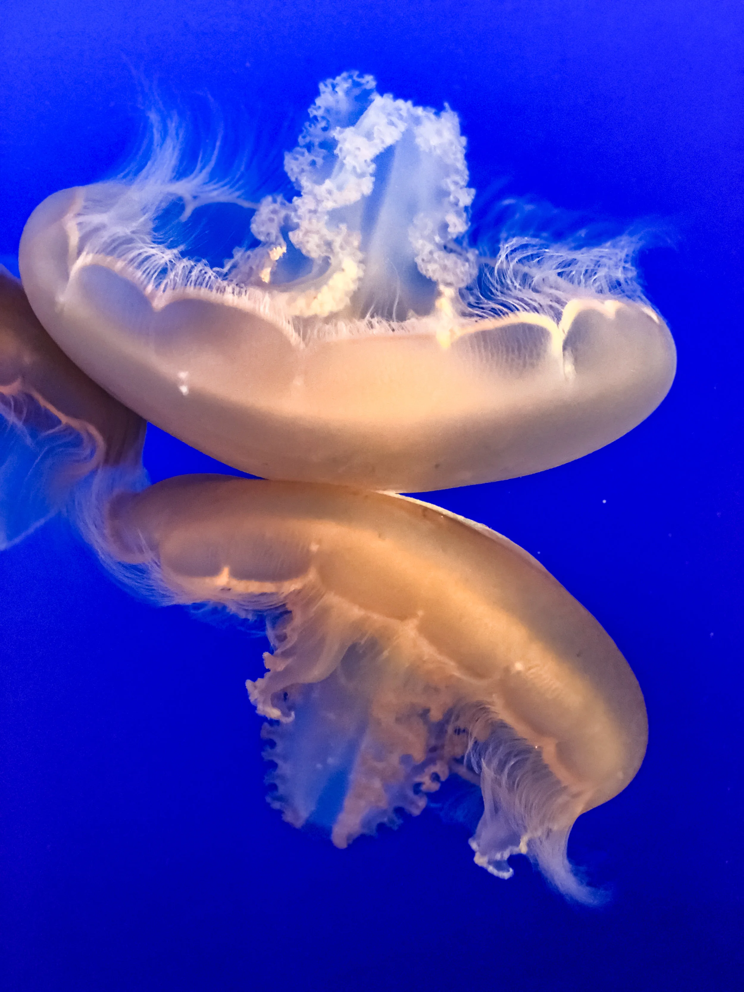 Jellyfish2.jpg