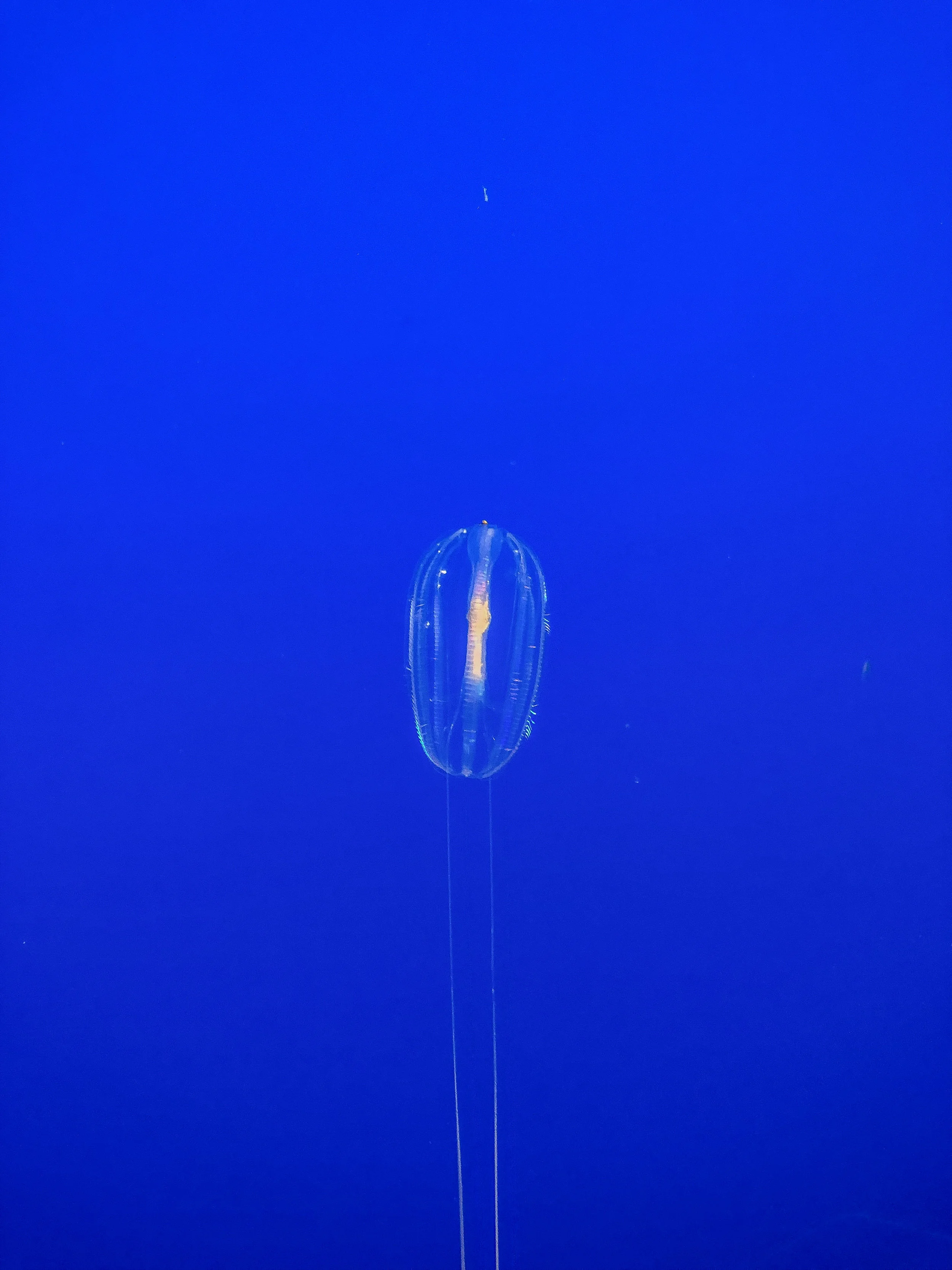 Jellyfish3.jpg