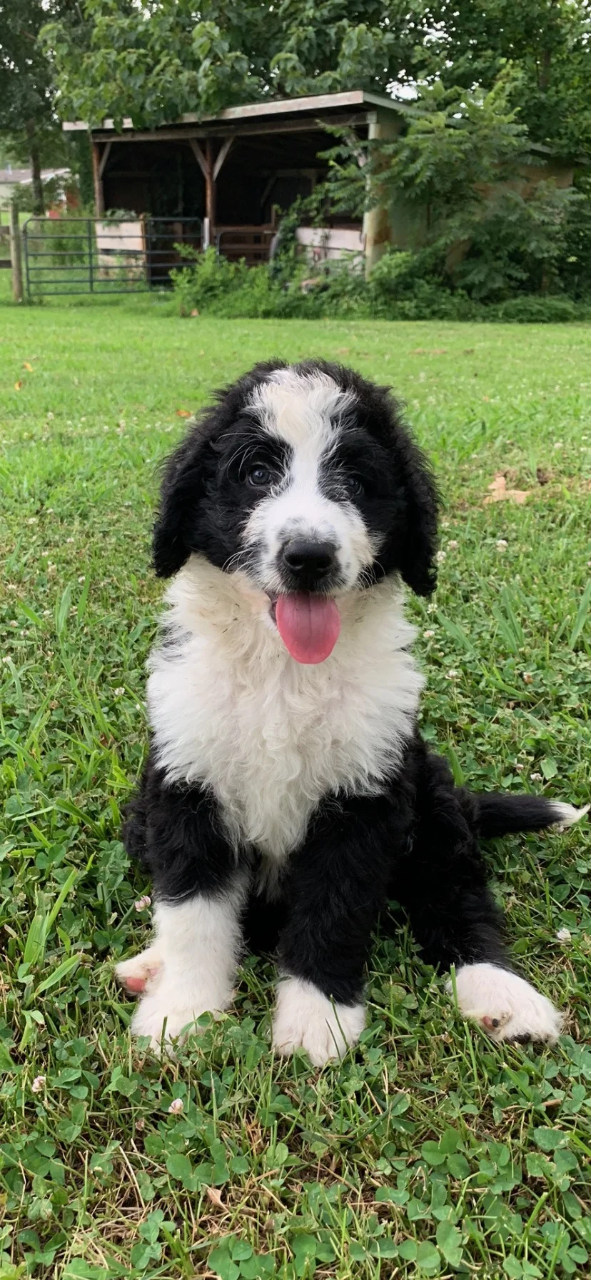 We’re “Shopping, not Adopting” and That’s Okay