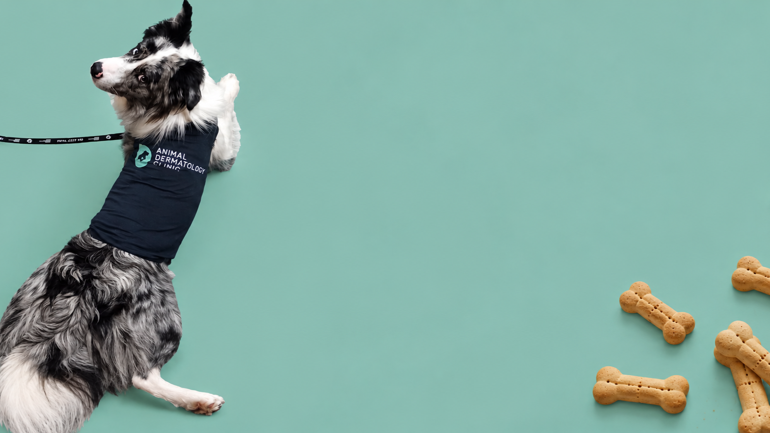 banner.png