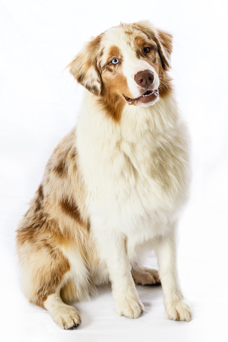 20180523_AnimalHospital_WEB_006.jpg